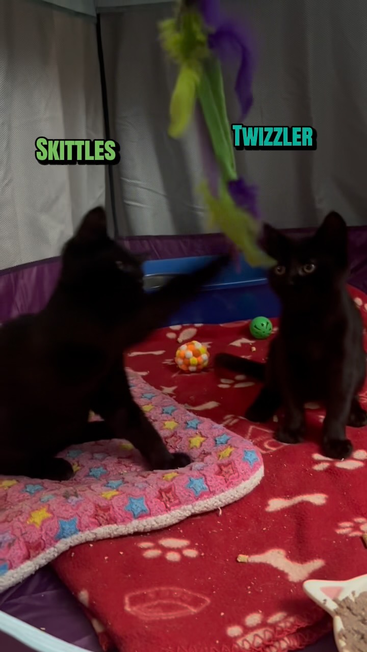 Playtime for Skittles and Twizzler 🥰
#animalsindistressnj #adoptablecats #cats #mercercountynj #adoptme