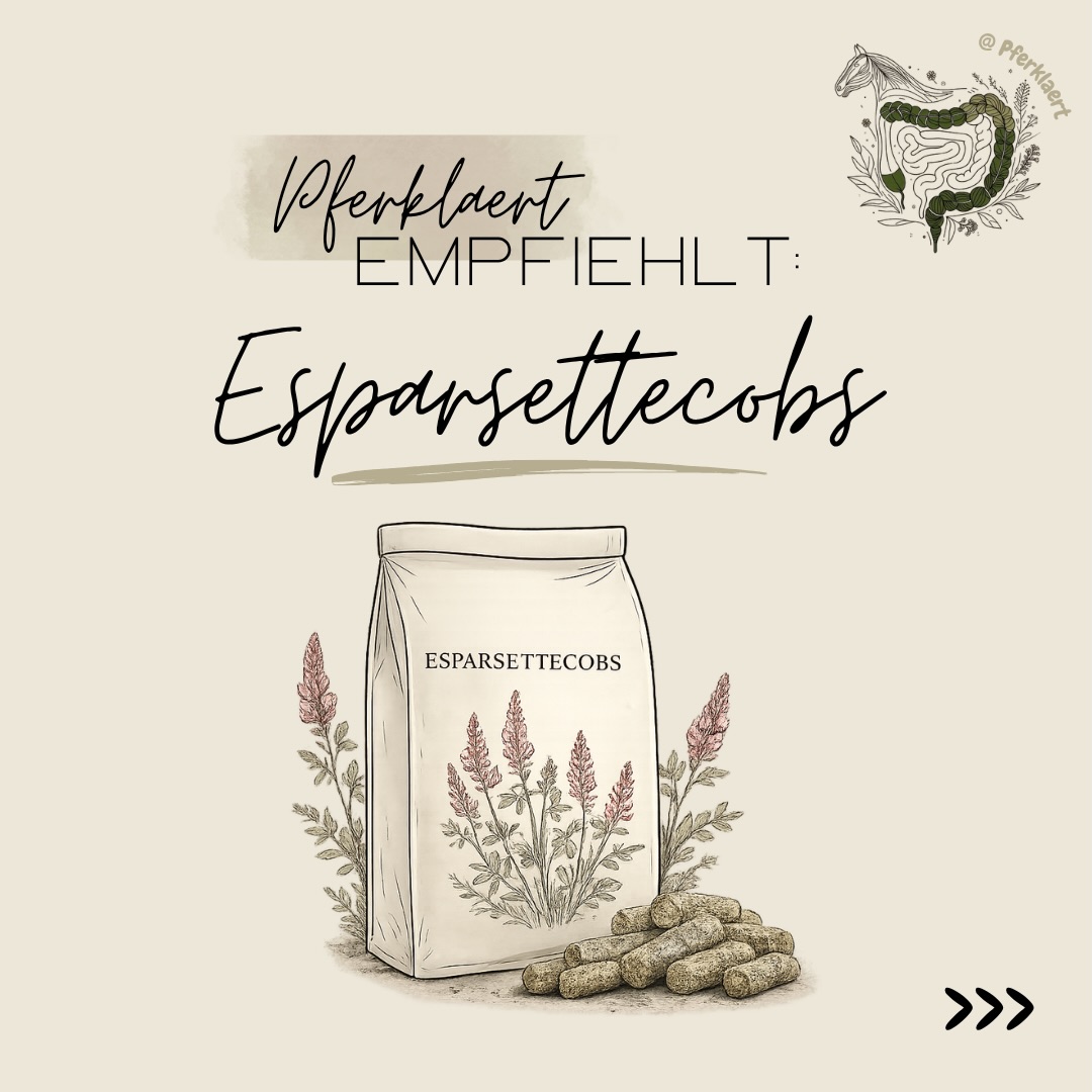 Hellou und willkommen zum nächsten Teil von ✨Pferklaert empfiehlt✨. Wir machen weiter mit Esparsettecobs.
Esparsette wird häufig aufgrund ihrer natürlichen Gerbstoffe und Proteine eingesetzt und kann je nach Pferd eine interessante Ergänzung darstellen.
Wichtig ist dabei aber immer die Qualität des Produkts, die Zusammensetzung und vor allem die individuelle Situation des Pferdes. Denn auch bei Esparsettecobs gilt: Nicht jedes Produkt passt automatisch zu jedem Pferd.
👉🏻Grundsätzlich sollte Fütterung niemals isoliert betrachtet werden. Ob ein Futter sinnvoll ist, hängt immer vom Gesamtbild ab:
✅ Haltung
✅ Arbeitsniveau
✅ Verdauung
✅ Gesundheitszustand
✅ Alter
✅ restliche Ration
uvm.
Genau deshalb ist es wichtig, nicht nur Werbung, Trends oder Einzelmeinungen zu folgen, sondern die biologischen Zusammenhänge dahinter zu verstehen.
Und genau darum geht es hier auf meinem Account: Pferdegesundheit verständlich erklären, Zusammenhänge einordnen und fundiertes Wissen zugänglich machen🌿
Schreib gerne mal in die Kommentare
💬Welche Esparsettecobs kannst du empfehlen?
💬Welche Produkte oder Produktgruppen soll ich mir als Nächstes anschauen?
Dein Feedback hilft mir dabei, die Reihe weiterzuentwickeln und noch hilfreicher zu gestalten 💚
Wenn dir der Beitrag gefallen hat, freue ich mich über ein Like ❤️, speichere ihn für später 📌 und teile ihn mit anderen Pferdemenschen 🐴✨
⚠️ Hinweis: Alle Angaben beziehen sich auf den Zeitpunkt der Erstellung des Beitrags. Deklarationen, Preise und Herstellerangaben können sich jederzeit ändern und sollten daher vor dem Kauf stets aktuell überprüft werden.
(unbezahlte Werbung)