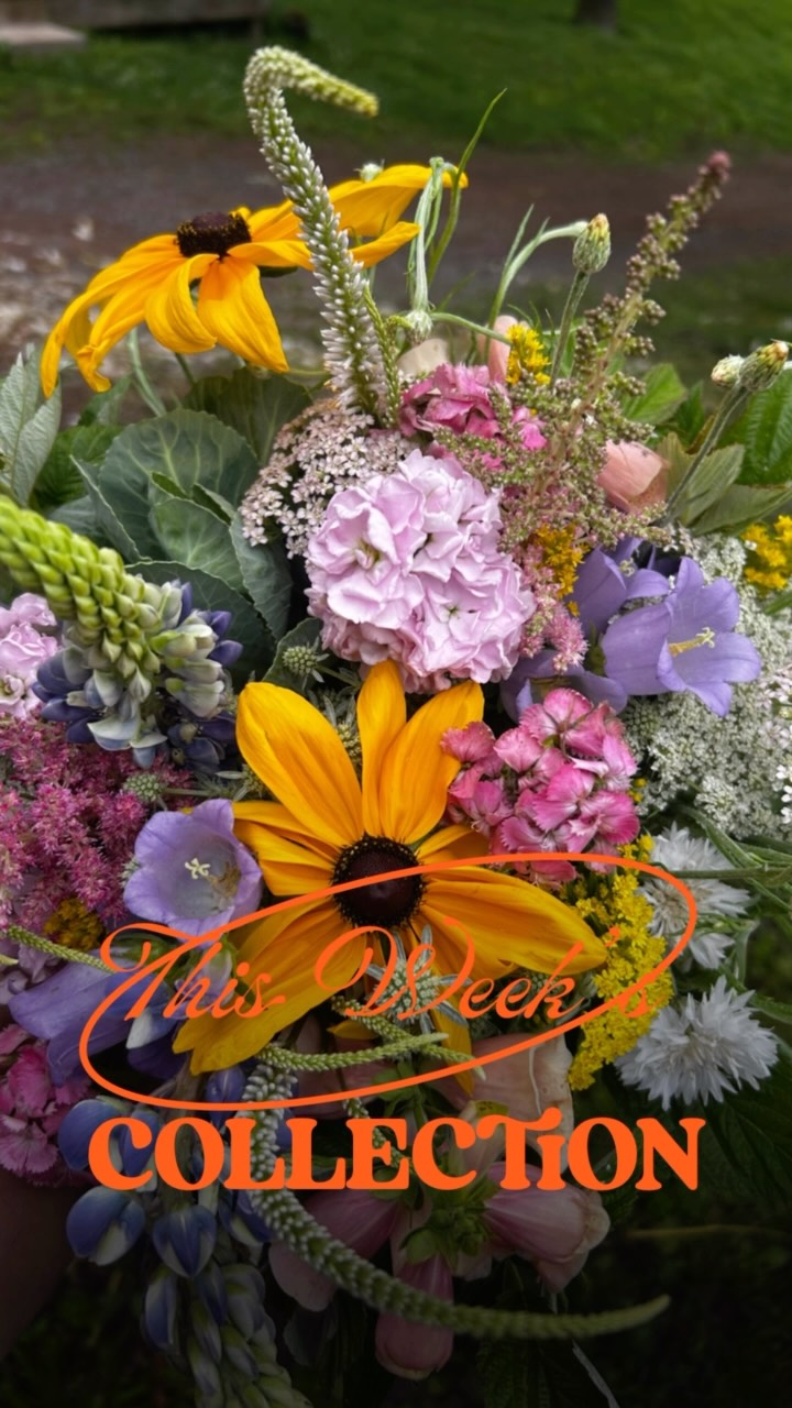 We’ll have flowers this week at the Charles Town Farmers Market as well as our Bouquet Bar at both Cherrydale and Fairlington Farmers Markets in Arlington. Stop by and get yours early. #walkingwindfarmandflorist #charlestownwv #arlington