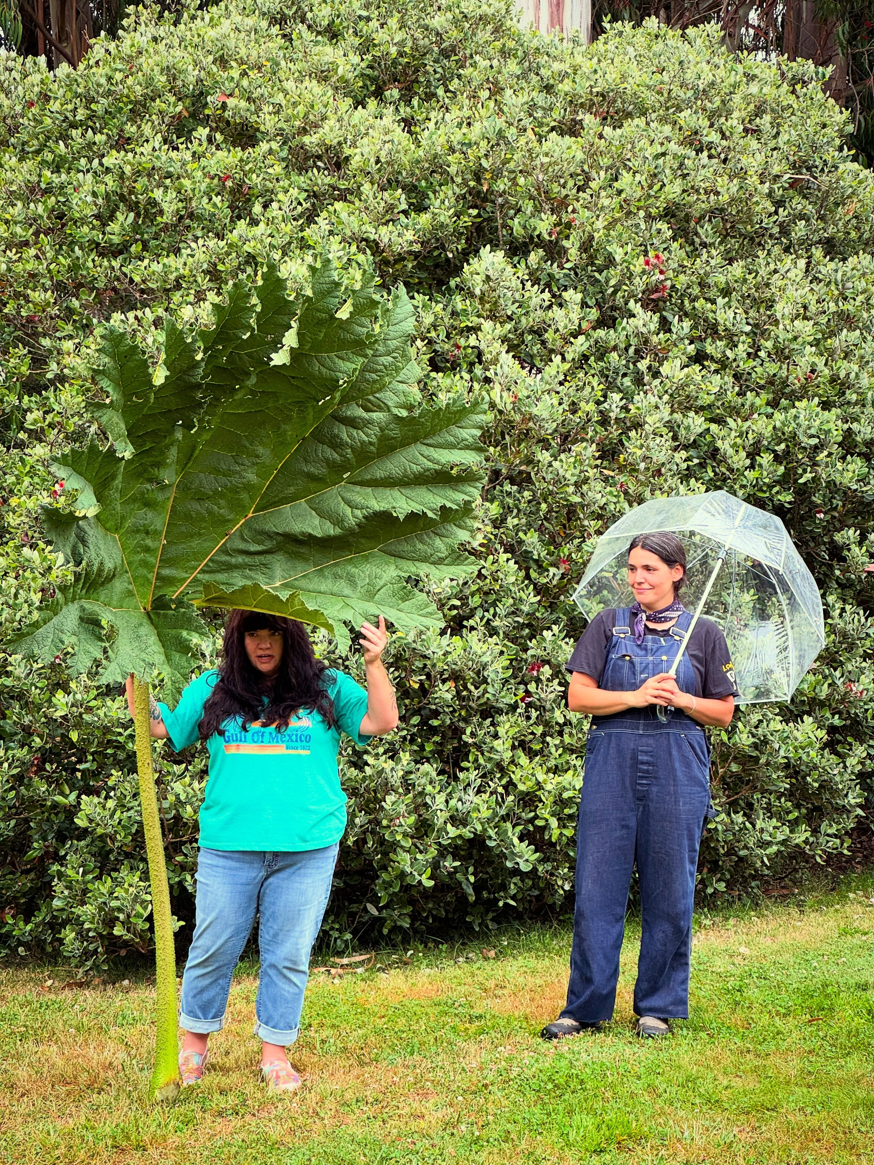 🌿🎨 Art Explorers traded four walls for fresh air and found inspiration around every bend at the Mendocino Coast Botanical Gardens.
MCBG staff members Sarah DeAngelo and Annabel Willis joined the group for a morning of art en plein air. The artists warmed up with playful drawing exercises, including plant figure studies featuring a towering Gunnera leaf. They then created botanical drawings inspired by a colorful mix of blooms from the Perennial Garden, before slowing down for a little “nature bathing” to explore how time in nature can be a powerful tool for relaxation and mindfulness.
The morning continued with a wander through the Organic Demonstration Vegetable Garden, where Horticulturist Phoebe Hanson shared what is currently growing. Along the way, participants sampled sweet snap peas straight from the vine and delighted in watching a family of baby quail scurry through the garden beds.
It was a joyful reminder that creativity flourishes when we slow down, look closely, and let nature lead the way.
Art Explorers is a Fort Bragg nonprofit creative arts program and progressive studio that empowers neurodivergent adults and adults with physical disabilities through artistic expression, community, and creative exploration. We are honored to partner with organizations like Art Explorers that help make creativity, connection, and the healing power of nature accessible to all. 💚