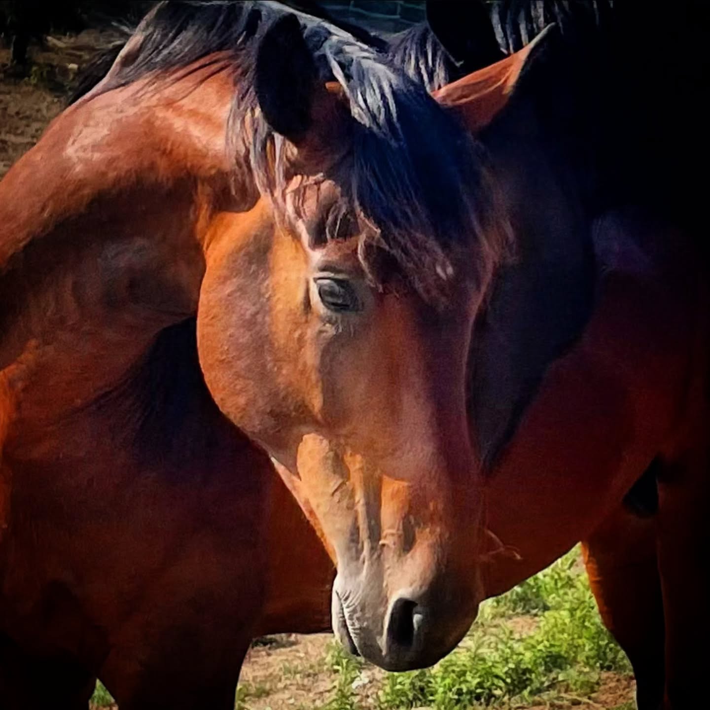 Ci sono occhi che raccontano più di mille parole.
Uno sguardo sereno, una presenza discreta, la sicurezza del branco.
Per un cavallo, la vera ricchezza non si misura in trofei o prestazioni, ma nella possibilità di vivere secondo la propria natura: condividere gli spazi con i propri compagni, muoversi liberamente, scegliere quando avvicinarsi e quando semplicemente osservare il mondo.
Ogni giorno, qui nella Maremma, ci ricordano che la fiducia non si impone mai. Nasce dal rispetto, dalla libertà e dal tempo.
Ed è proprio in questi momenti silenziosi che si riconosce la vera bellezza.
Manche Blicke erzählen mehr als tausend Worte.
Ein ruhiger Blick, eine stille Präsenz, die Sicherheit der Herde.
Für ein Pferd bedeutet wahrer Reichtum nicht Erfolg oder Leistung, sondern die Möglichkeit, seiner Natur entsprechend leben zu dürfen: gemeinsam mit vertrauten Herdengefährten, in Freiheit, mit Raum für eigene Entscheidungen und echte soziale Beziehungen.
Jeden Tag erinnern sie uns hier in der Maremma daran, dass Vertrauen niemals erzwungen werden kann. Es wächst dort, wo Respekt, Freiheit und Zeit ihren Platz haben.
Und genau in diesen stillen Augenblicken zeigt sich die wahre Schönheit.
#LePuledraieDiSterpeti #CavalloMaremmano #Maremmano #VitaNelBranco #CavalliInLibertà EtologiaEquina RispettoERelazione CrescitaLibera HorseCenteredBreeding HealthyHorses EquineEthology FreedomToBeAHorse HorseLife Maremma MaremmaToscana Toscana Tuscany VivereLaNatura Naturverbundenheit Pferdezucht Nachhaltigkeit gesundePferde ReitenInDerToskana ToskanaZuPferd AusreitenInDerToskana HorsebackRidingTuscany HorsebackRidingItaly EquitazioneInToscana PasseggiateACavallo TurismoEquestre ReitenFürAnfänger ReitenFürKinder FamilyHorseRiding EquitazionePerPrincipianti EquitazionePerBambini VacanzeACavallo CavalcareInMaremma NonSoloSole Libertà