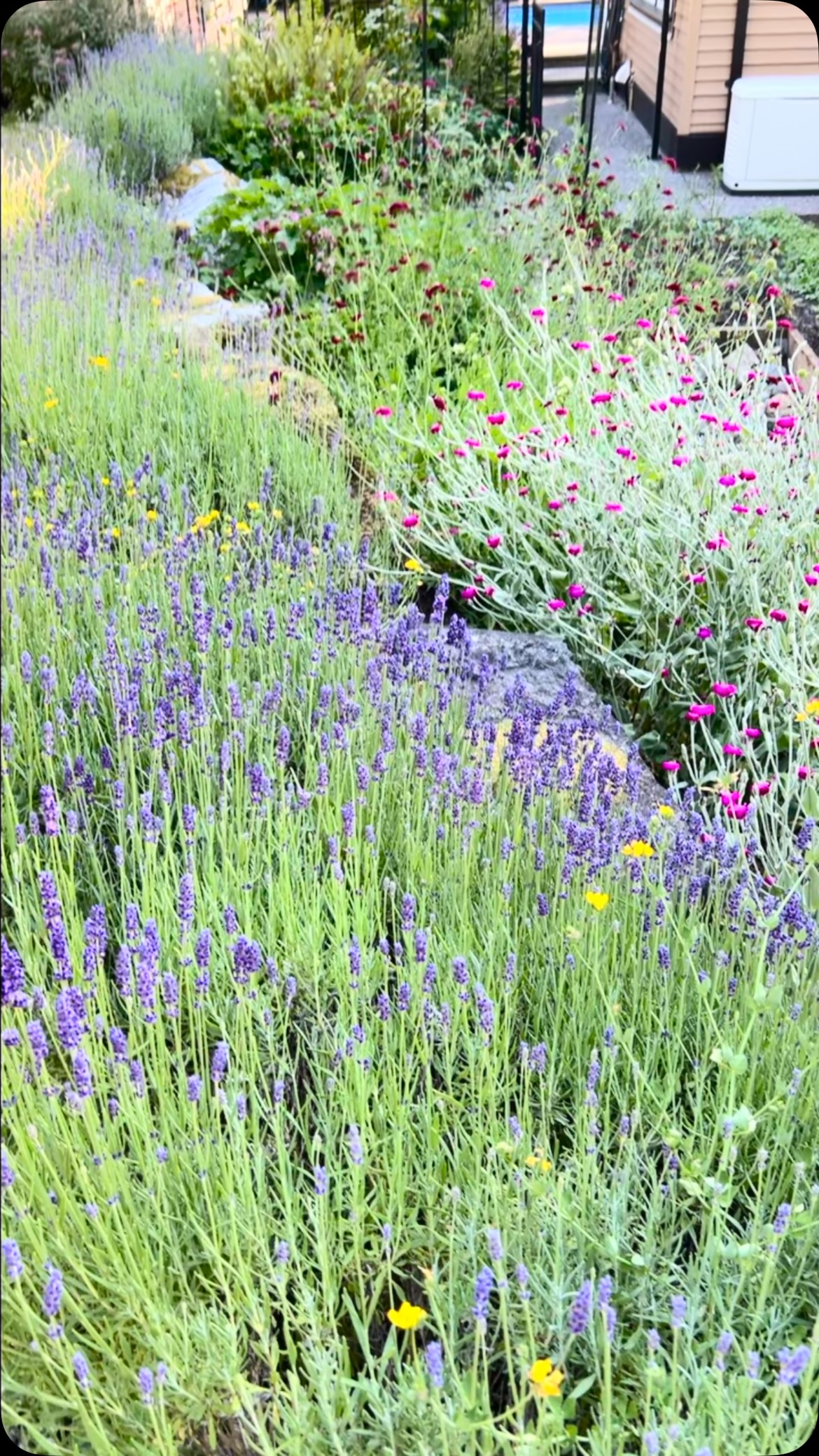 There’s something special about creating with flowers you’ve watched grow.
One of our favourite parts of Bloom & Brush is that many of the blooms you’ll design with are harvested from our very own Niche Gardens, right here at My French Country Flower Studio.
Every arrangement will be a little different, inspired by what’s in bloom that week and the beauty of the season. No two creations will ever be exactly alike.
After designing your arrangement with Lina, you’ll settle in with artist Miranda Savage of Art by Miranda to paint your own floral masterpiece while enjoying light refreshments in the studio.
🌿 Slow down.
🌸 Create something beautiful.
🎨 Leave with two handmade keepsakes.
We’re so excited to share that our first workshop is already half full, with just 5 spaces remaining.
📅 Saturday, July 11, 2026
🕚 11:00 AM – 2:00 PM
📍 My French Country Flower Studio
Reserve your spot through the link.