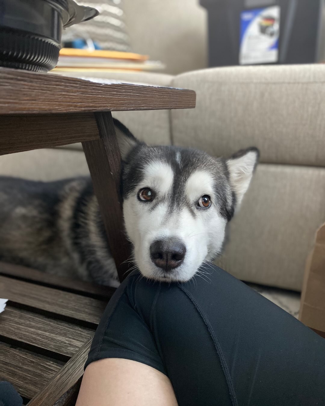 This is Jasmine. Our Husky. About 9 years ago she came into our lives and just a few days ago she turned 10 years old! She’s definitely not your typical husky. She’s more like a cat. She’s super chill, gentle, doesn’t like to run, loves to sunbathe but her protective instincts will kick in when needed and shows exactly why huskies are so special.
What I didn’t realize back then was that she would inspire something much bigger.
Jasmine became the inspiration behind Orkai, our trusty husky original character. While Orkai has his own adventures and personality, his loyal heart, calm spirit, and unwavering companionship all began with one very special dog.
Every time you see Orkai, you’re also seeing a little piece of Jasmine’s story. #huskyworld #huskyofinstagram #initialmile #doglovers #birthdaypup