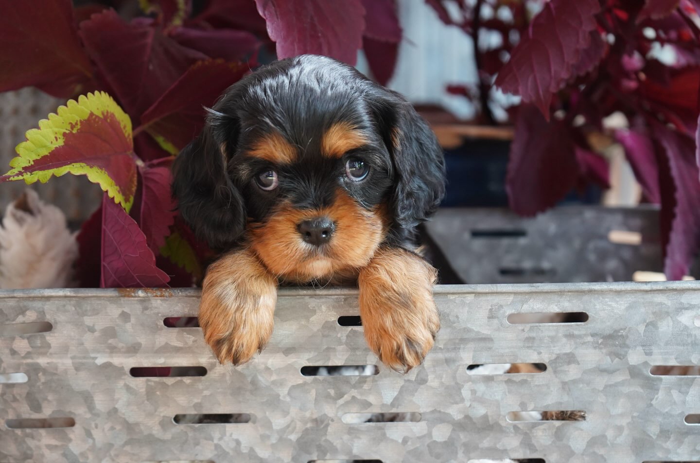 Hope everyone has a great weekend!
Hey 👋🏻 from Rallie girl 🐾🖤