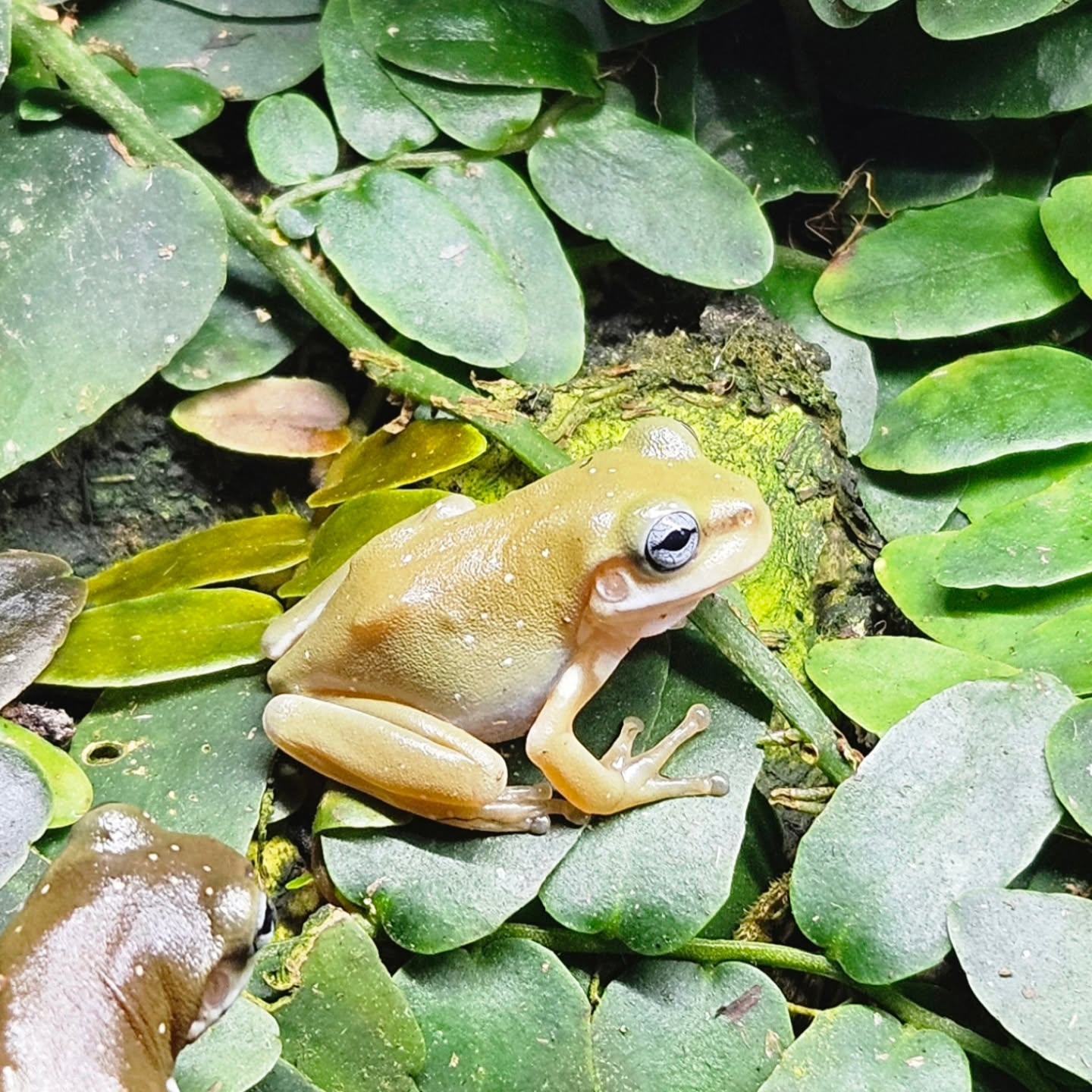 Blue eyed whites tree frogs in shop
#dfwreptarium #dfwreptiles #reptileshop #petshop #dallastexas