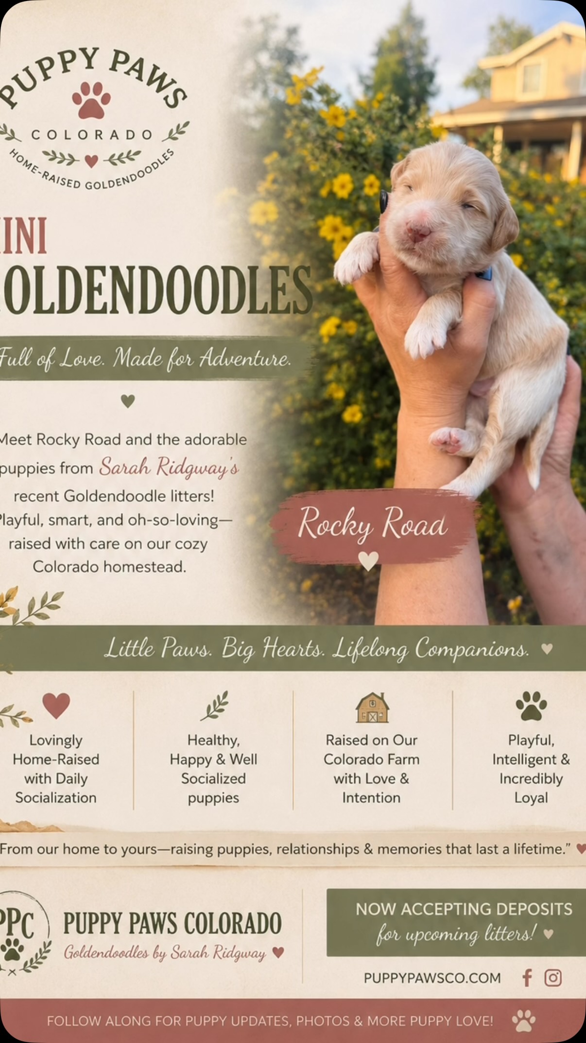 Sweet Rocky Road! #minigoldendoodle #puppies #puppypawscolorado #goldendoodle #doodlepuppy