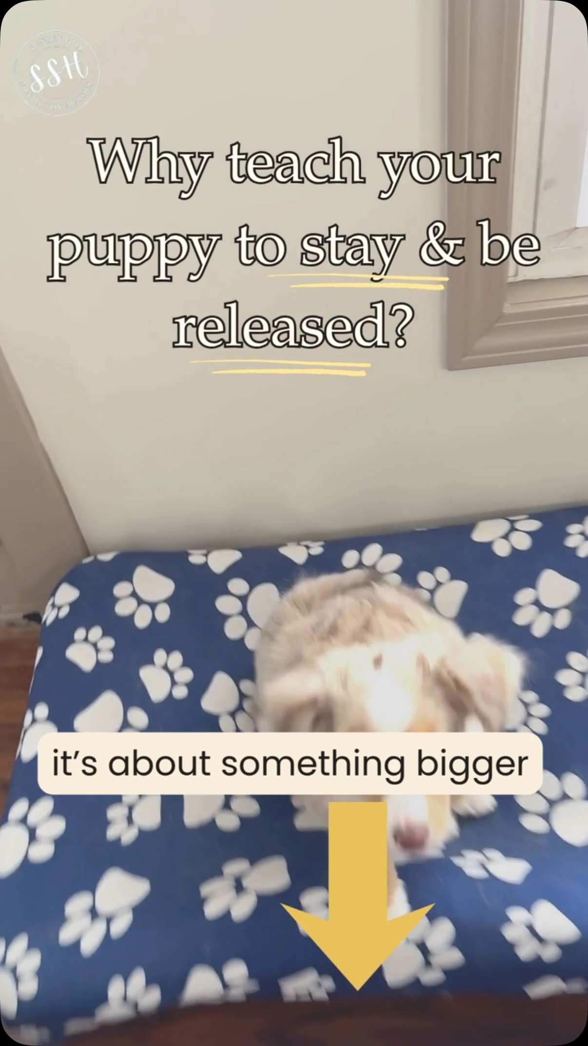 WHY TEACH YOUR PUPPY TO STAY?
It’s About Something Bigger 👇
It’s not really about staying still.
It’s about learning patience.
🐾 Patience when excited
🐾 Patience when confused
🐾 Patience when distractions appear
🐾 Patience when life doesn’t move at puppy speed
Many puppies think every thought deserves immediate action.
Stay teaches them that sometimes the best choice is to pause.
That ability to slow down and think creates a calmer, more reliable dog.
The command may be “stay”…
But the lesson is self-control.
#StayTraining
#PuppyTrainingTips
#MiniAussieLife
#SunsetHillMiniAussies