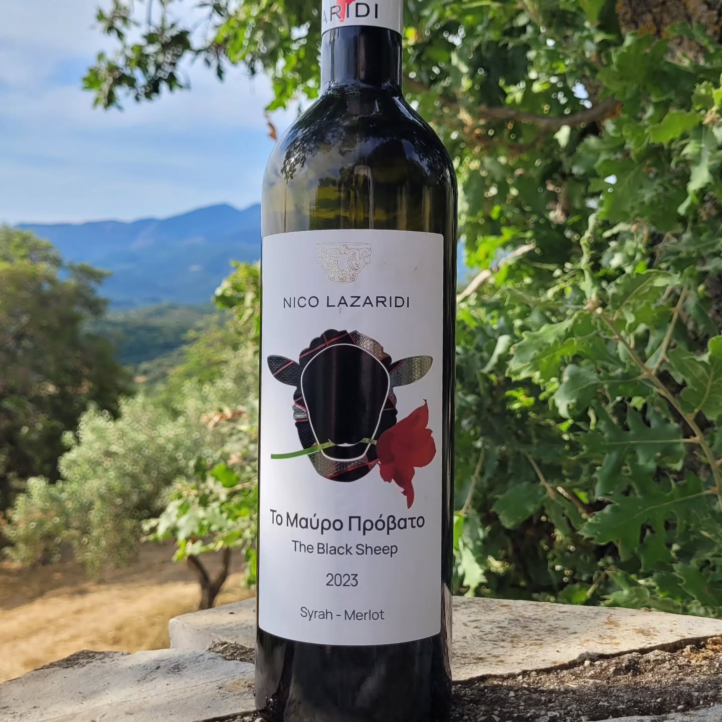 Nico Lazaridi The Black Sheep Red 2023 – PGI Pangeon | 82/100 🍷
To Mavro Provato, The Black Sheep, is the emphatically modern, accessible line of Nico Lazaridi (@nicolazaridiwinery), made at the Mackedon winery at the foot of Pangeon near Kavala. The red blends 60% Syrah and 40% Merlot under screwcap. At just under €17, a price at which I expect some substance.
Poured, it’s a pale, watery thing in the glass, and the 12.5% on the label confirms something is off. The nose is still fine, a little red fruit, some pepper. But the palate gives nothing. It tastes like a popsicle chewed down to the bare wooden stick: pure wood, barely drinkable, and by the next day not at all.
Only after noting that did I look up why. 2023 at Pangeon was hard, a mild dry winter, then a cold, very wet spring into July, plenty of water but heavy disease pressure and a late, compressed ripening. That can favour a leaner wine, yet it wasn’t rain-diluted: the September harvest was dry, and the region made aromatic, structured reds where vineyard work was right. So it isn’t the vintage alone.
It is the wine itself. The 12.5% is no vintage slip; the 2022 sits the same. It’s a deliberately light, early-drinking house style. And it’s aged with oak chips, not barrels, whatever some German retailers claim. Chips shed wood fast, with some bitterness, and where fruit and mid-palate are missing, only bare wood is left. Here it simply doesn’t work.
I don’t see what a wine like this is for. Syrah and Merlot make such great wines in Greece, and instead you get this pale nothing. At just under €17 it is simply too expensive. For me, 82 points. A real black sheep among the better-known Greek international blends.
A much more detailed review lives in our site’s tasting-note database of 500+ Greek wines.
#GreekWine #Syrah #Merlot #GreekWines #GreekRedWine