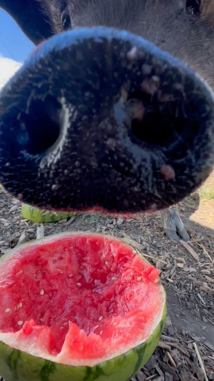 I hope your fathers dad is as good as this watermelon! #rockymountainreindeerfarm #minipig #minifarm