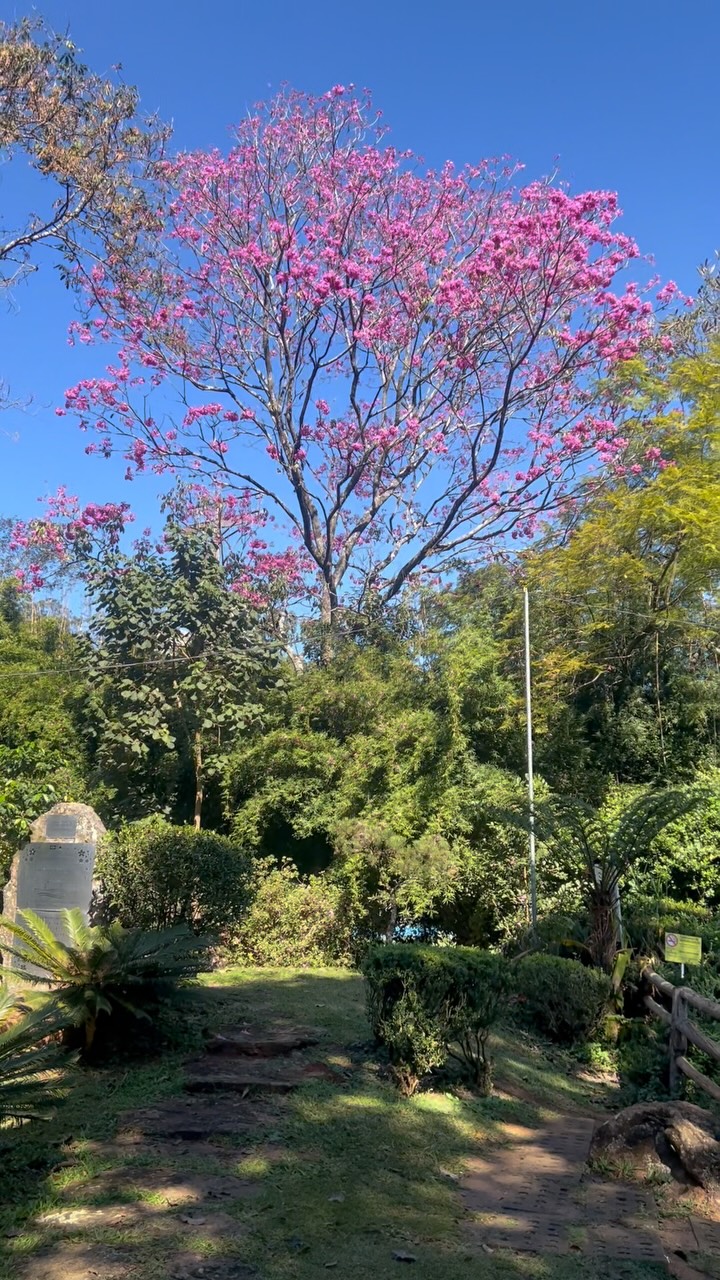 Hoje vim compartilhar uma pitadinha da experiência que vivi no parque. 🌿
Enquanto caminhava, observei alguns sinais da chegada do inverno: as frutas cítricas da estação, os abacates carregados e o aroma dos eucaliptos, que liberam seus óleos voláteis e parecem conversar com esse período de gripes e resfriados.
Aproveitei para falar também sobre o banho de floresta, uma prática simples que hoje já é reconhecida pela ciência pelos seus benefícios para a saúde física e mental, com impactos no estresse, sono, humor, pressão arterial e glicemia.
Semana passada gravei um vídeo reclamando do estado do Parque Villa-Lobos. E sigo achando que nossos parques merecem mais cuidado.
Mas hoje quis mostrar outra coisa: a riqueza que ainda existe nesses espaços e o quanto a natureza pode nos ensinar quando diminuímos o passo e prestamos atenção.
Uma pequena amostra do que vivi por lá. Quem sabe você também não reserva um tempo para caminhar em um parque esta semana? 🍃