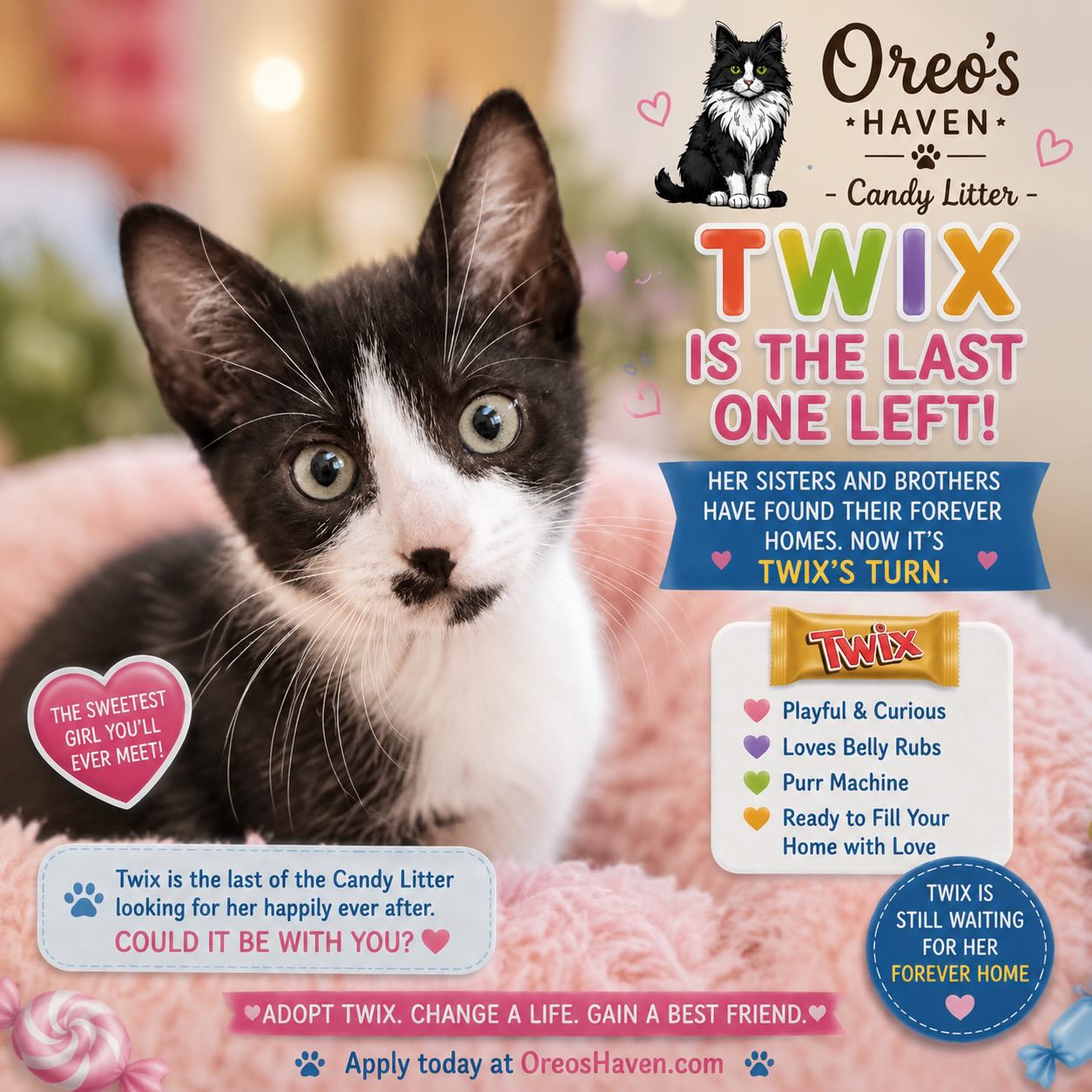 🍫🍬 TWIX IS STILL WAITING… 🍬🍫
When the Candy Litter first arrived at Oreo’s Haven, there were four tiny babies and one amazing mama, Tootsie. One by one, Twix watched her siblings find their forever homes.
💕 Skittles found a family.
💕 Reese found a family.
💕 KitKat found a family.
And now sweet little Twix is the last one left.
We honestly can’t understand why. Twix is playful, curious, affectionate, and has the most adorable little beauty mark on her nose. She loves attention, enjoys cuddles, and has a purr motor that starts the moment you say hello.
Twix has been patiently waiting for someone to see what we see every day — a wonderful kitten ready to become someone’s best friend.
🏡 Could her forever family be you?
Let’s make sure Twix doesn’t get left behind. Please share this post and help us find the perfect home for this precious girl.
❤️ Adopt Twix. Change a life. Gain a best friend.
📍 Oreo’s Haven Rescue & Adoptions
🌐 Apply at OreosHaven.com
#OreosHaven #AdoptTwix #CandyLitter #RescueKitten #AdoptDontShop ForeverHomeWanted StocktonCats LodiPetsmart SavingLivesOnePurr