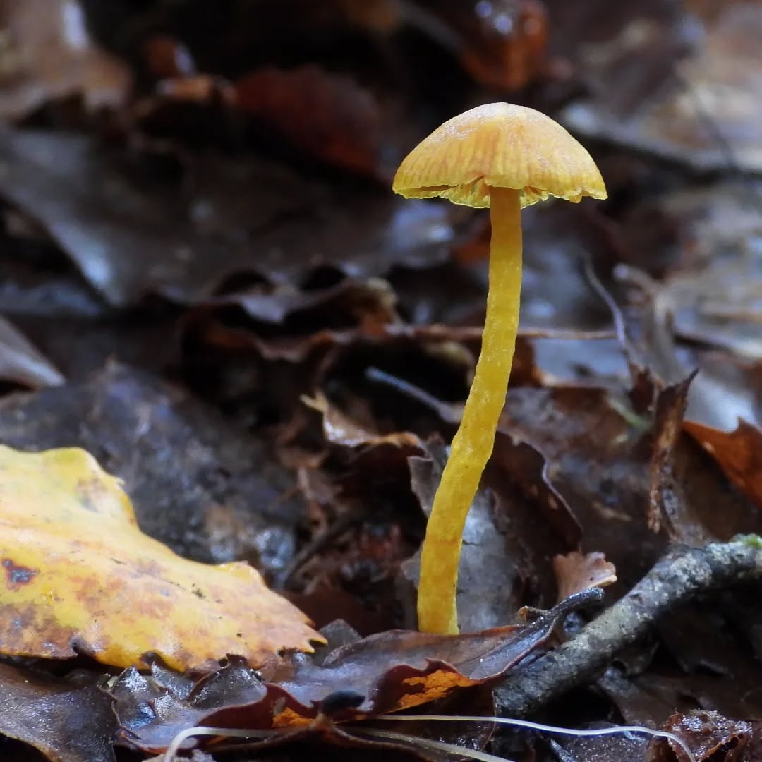 Love this time of year, when these extraordinary creatures can just pop up anywhere, even in your own backyard. Have a look around.
#fascinating fungi #karameafungi #fungi