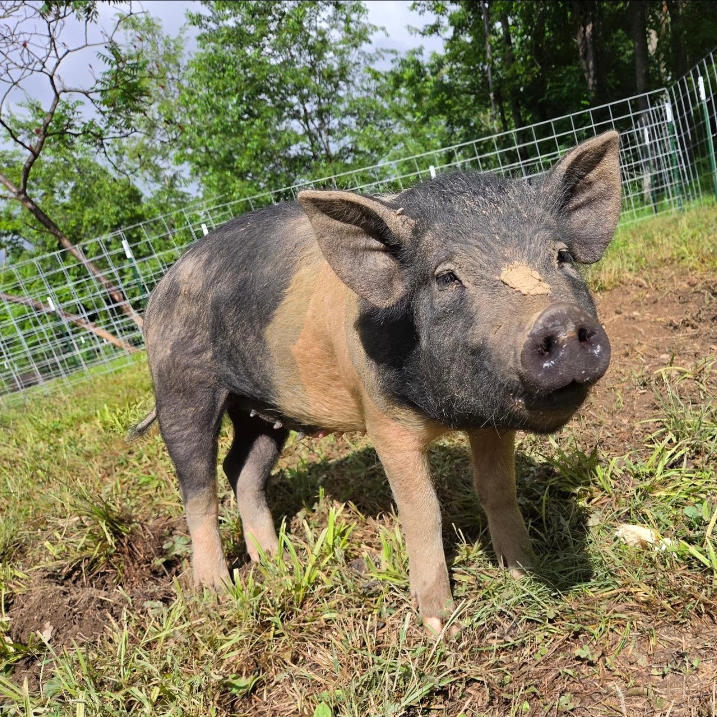 This is Agatha. She is one of the 66 pigs at our rescue from the Operation Squeal City hoarding case in Rostraver Township. We have named only a few of the pigs saved so far, as we are in no rush to name new pigs, but this one just fit. She is polite, calm, and just so witchy 🧙♀️
We brought Agatha into our barn for some TLC last week. Most of the pigs from this case are fat or morbidly obese, but she is so thin. She recently had a litter, despite being young herself, and has an untreated leg abscess from before her rescue that started to grow. Since her barn vacay started, she has more energy and has started to gain weight!
Every pig from this case deserves special care. We check on each any every one multiple times a day. That is hard, considering that we now have over 110 pigs in our care, but tirelessly evenings after work and the help of volunteers have made things doable.
This week, our vet will neuter 13 of the smallest boys. Blue will help out as a vet assistant (since she works there part-time now!). Next, we need to work with our vet and several others to plan more neuters.
If you want to donate towards Agatha or the 13 little boys' surgery, can can through this post or through the many ways below:
🐷 Donate bit.ly/supportPSR
🐽 Venmo @pigsburghsquealers
🐽 Zelle Pigsburghsquealers
🐽 PayPal (fee) paypal.me/pigsburghsquealers
🐽 CashApp $PigsburghSquealers
🐽 Mail a check bit.ly/supportPSR
#animalrescue #animalsanctuary #piggy #pigsofinstagram #operationsquealcity