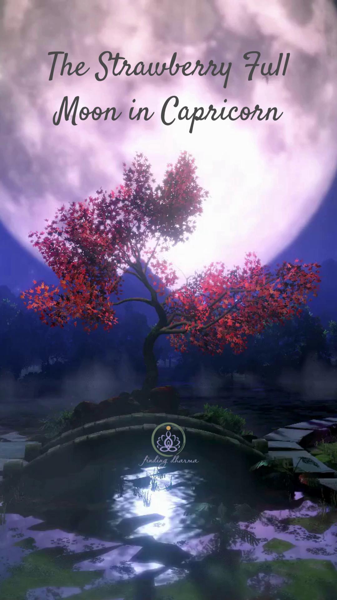 🌕 Strawberry Full Moon in Capricorn 🌕
This Full Moon invites us to pause and reflect on what has come to fruition through our efforts, choices, and dedication over the past year.
At the same time, the astrology asks us to consider the balance between practical action and intuitive guidance.
💭 Reflection Question:
Can you flow and plan at the same time?
The full Strawberry Full Moon astrology reading is now available inside the Finding Dharma Community, along with additional reflections and ways to work with the energy.
Link in bio or comment below.
#strawberrymoon #fullmoon #capricornfullmoon #astrology #spiritualgrowth #findingdharma