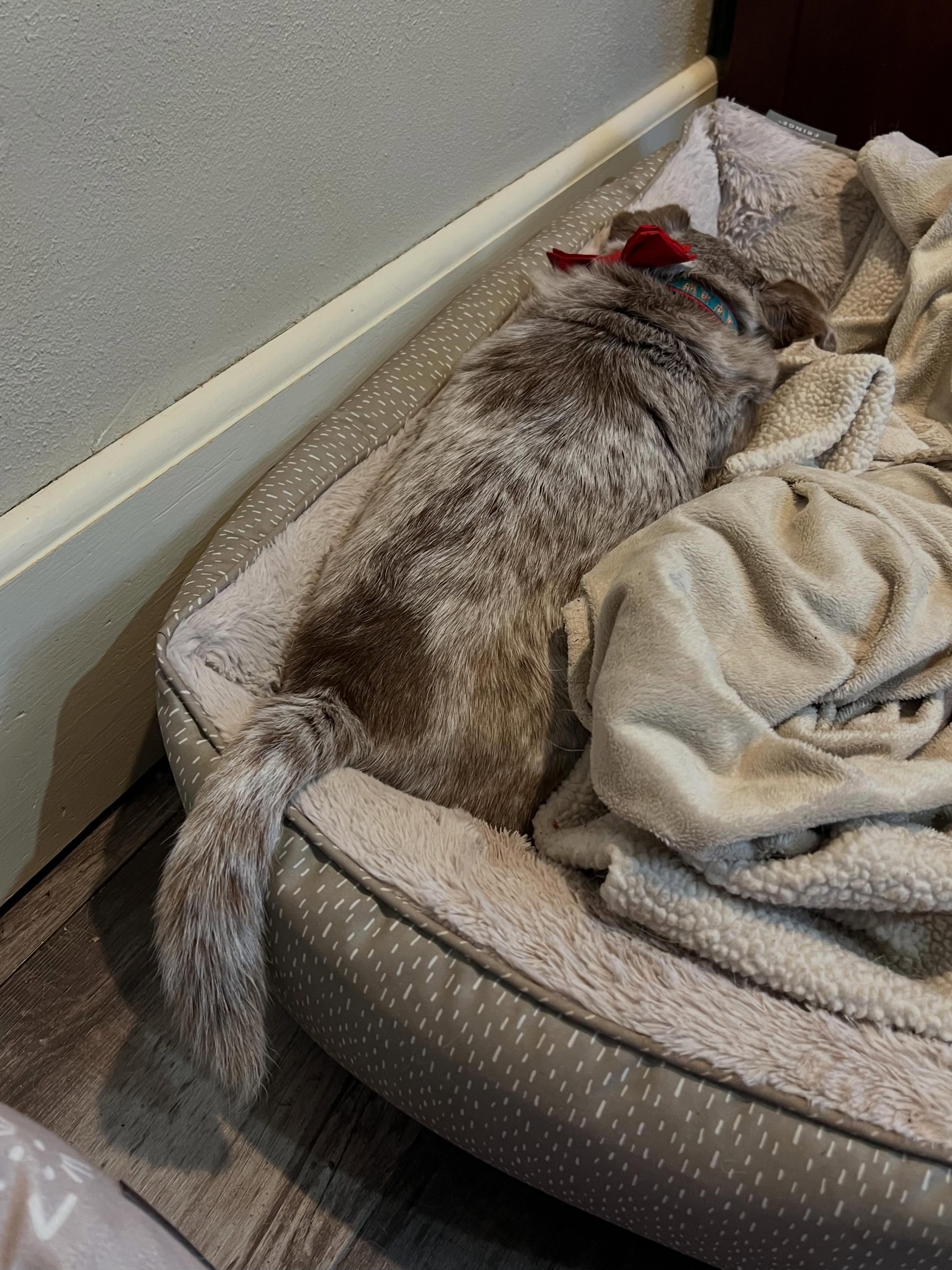 Clyde’s tail looks like a ponytail lol #seniordog #seniordogs #seniordogrescue #sanctuary #shelterdog