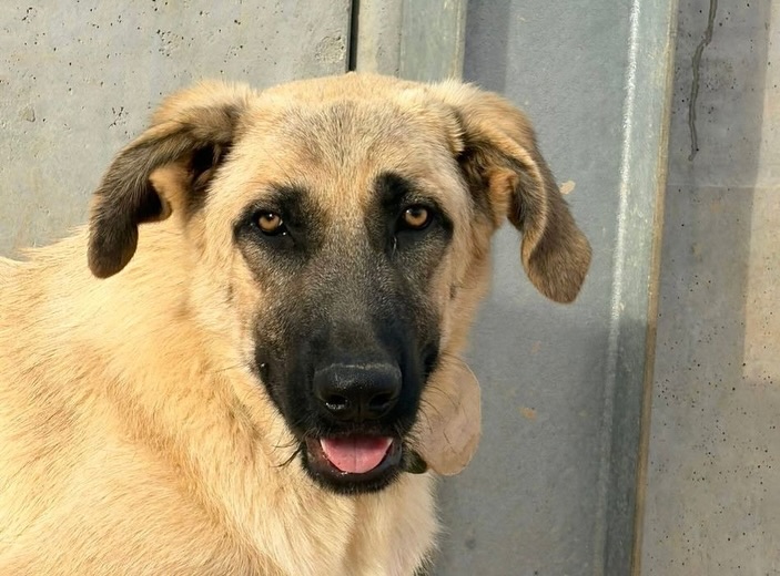 Rocco – ein junger Kämpfer mit großem Herzen sucht seine Chance 🙏🏼
🤍 Rocco / Rüde
📏 wird groß / ca. 12.2025 geboren
💞 freundlich & sanft
🐶🐱👧🏼 verträglich
📍 Standort Murcia, Spanien
Rocco ist ein junger Mastiff-Mischling, geboren im Dezember 2025. Trotz seines sehr jungen Alters hat er bereits viel erlebt. Er wurde allein auf der Straße gefunden – hungrig, erschöpft, verängstigt und voller Parasiten.
Ganz sicher wird er einmal ein großer Hund werden und bringt bereits jetzt eine beeindruckende Präsenz mit. Leider wurde bei ihm eine schwere Verletzung festgestellt: Rocco hat eine komplexe Verletzung am Knie sowie eine leichte Hüftbeteiligung. Eine Operation wurde aktuell von unserem Tierarzt ausgeschlossen, eine zweite tierärztliche Meinung durch einen Spezialisten steht jedoch noch aus. Sein weiterer Verlauf hängt davon ab, wie er sich im Wachstum entwickelt.
Aktuell zeigt sich Rocco stabil und lebensfroh. Er bekommt bei Bedarf unterstützende Schmerz- oder entzündungshemmende Medikamente sowie später gegebenenfalls Gelenkunterstützung. Trotz seiner Einschränkung kommt er im Alltag gut zurecht.
Charakterlich ist Rocco ein absoluter Schatz: sehr freundlich, sanft, verspielt und sozial. Er versteht sich hervorragend mit Menschen, Kindern sowie anderen Hunden – egal ob Rüden oder Hündinnen. Auch Katzen gegenüber zeigt er sich freundlich und unproblematisch. Selbst Autos begeistern ihn, er kann es kaum erwarten einzusteigen.
Rocco ist ein junger Hund mit großem Herz und viel Lebensfreude, der im Tierheim trotz seiner Geschichte nie seinen liebevollen Charakter verloren hat. Wir suchen Menschen mit Erfahrung, viel Herz, Verständnis und der Bereitschaft, ihm ein angepasstes, liebevolles Leben zu ermöglichen. Ein ebenerdiges Zuhause und ein großer Garten sind weitere Voraussetzungen.
Rocco will kein Mitleid, sondern Menschen, die in ihm mehr sehen als eine Diagnose: einen jungen Hund, der trotz allem bereit ist, sein Herz zu verschenken. Wer Rocco eine Chance gibt, bekommt einen außergewöhnlich sanften, treuen und lebensfrohen Begleiter.