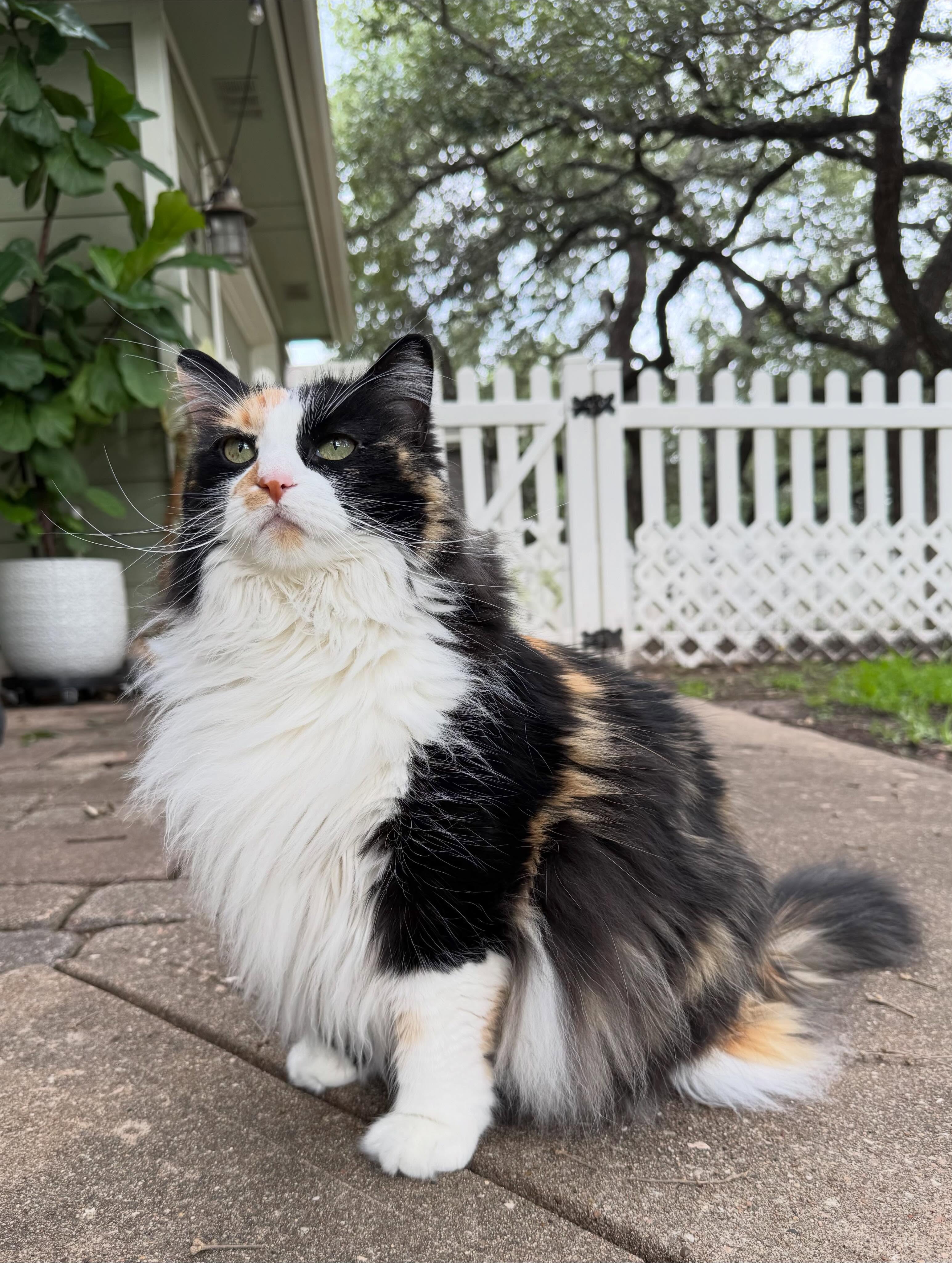 Happy Monday from beautiful Hazel! She’s got the fluffiest tail and the loudest purr.
#leander #cedarpark #atx #cats #petsitter