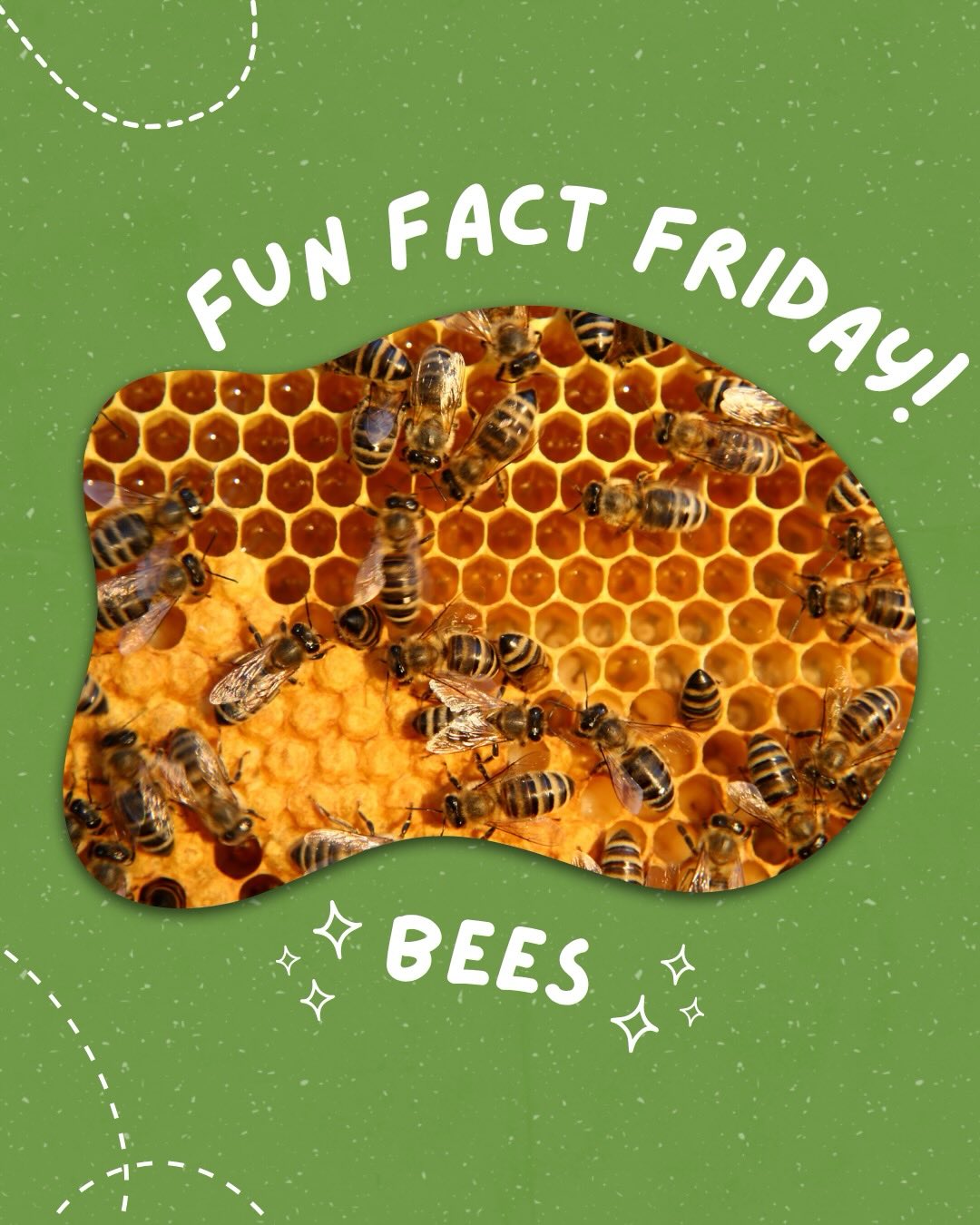 Bees are a crucial part of every ecosystem fueling plant reproduction and genetic diversity! 🐝🐝🐝
For this FUN FACT FRIDAY, we are taking a look into what makes these amazing pollinators buzz! From having 5 eyes to being able to fly incredibly fast, bees truly are amazing creatures!
#funfacts #beefacts #urbanfarmingeducation #bees