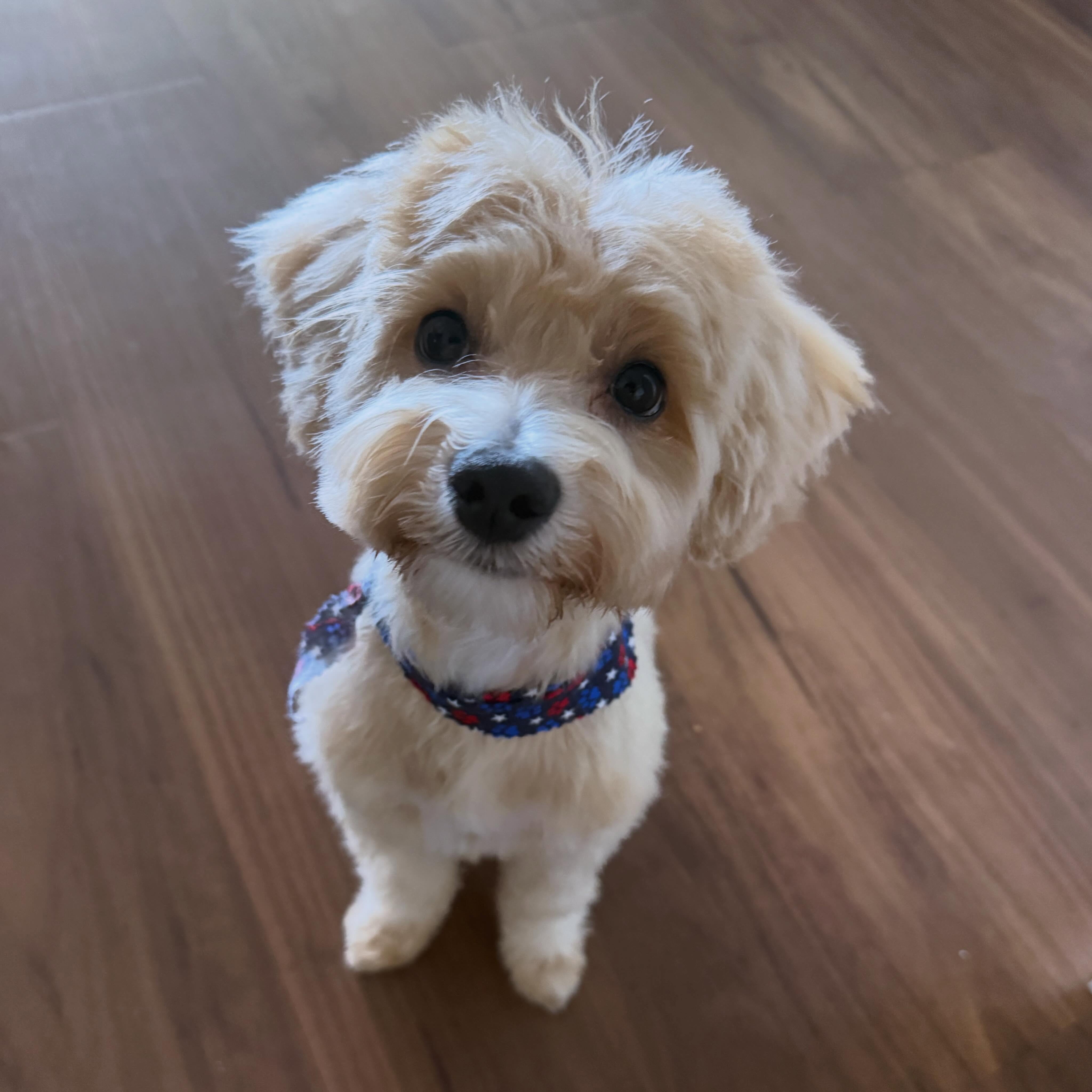 Benji has taught me something I didn’t expect.
When he wants my attention…
He gives me his.
He looks me in the eyes.
He sits at my feet.
He follows me from room to room.
He’s completely focused.
No distractions.
No divided attention.
Just presence.
And it made me wonder…
How often does God try to get my attention…
while mine is somewhere else?
On my phone.
On my calendar.
On tomorrow’s problems.
I’m talking to God…
while thinking about everything except God.
“Be still, and know that I am God.” — Psalm 46:10
Maybe “be still” isn’t just about slowing down.
Maybe it’s about paying attention.
Because God speaks.
The question is…
Am I listening?
Today, Benji reminded me that love always pays attention.
And maybe the greatest gift I can give God…
isn’t more words.
It’s my undivided attention.
God is SOUL GOOD.
db