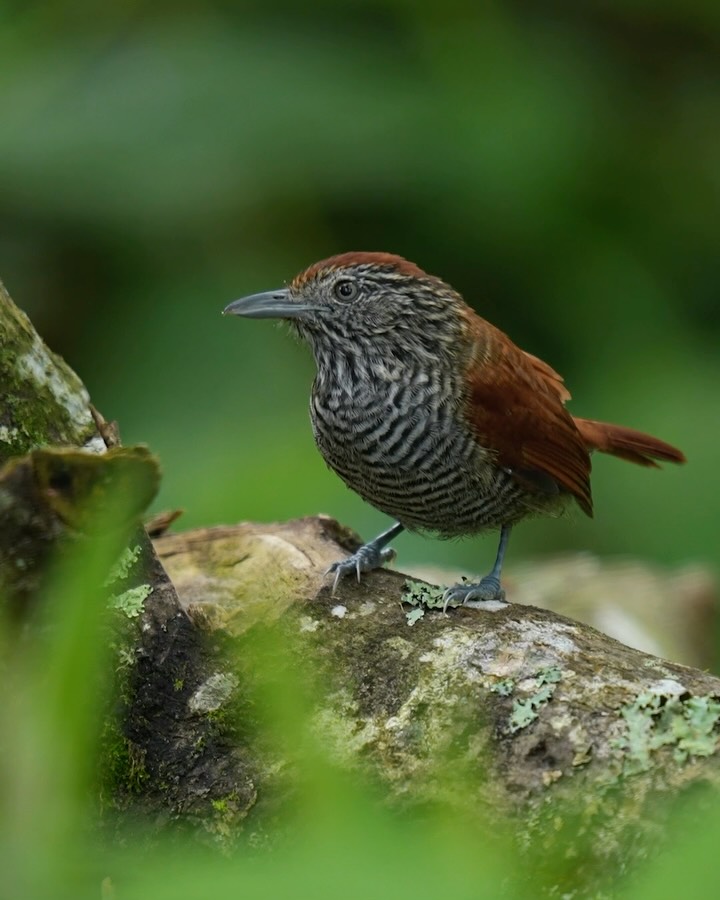 Batará carcajada (Thamnophilus multistriatus) — pequeño tesoro del paraíso verde andino 🌿🕊️
Dimorfismo marcado:
Macho: todo listado en blanco y negro, incluso la corona. ⚪️⚫️
Hembra: corona, nuca, alas y cola rufo; resto con barras blanco-negro coronadas por ese tono castaño. 🟤
Por qué amar verlo aquí:
Tamaño: 15–17 cm | Peso: 21–23 g
Pico fuerte con gancho para cazar insectos
Hábitat: matorrales densos, bordes de bosque, zonas de cultivo y jardines montañosos 🌱
Llega a nuestros comederos — perfecto para fotografiar y para avistamiento. 📸✨
Pajareros: ven a nuestro rincón verde y trae tu cámara. Entre el canto y el follaje encontrarás al batará carcajada. ¡Te esperamos para compartir avistamientos! 🍃
ENG/
Laughing Antshrike (Thamnophilus multistriatus) — small treasure of the Andean green paradise 🌿🕊️
Marked dimorphism:
Male: entirely barred black and white, including the crown. ⚪️⚫️
Female: rufous crown, nape, wings, and tail; rest barred black and white with that rufous crown. 🟤
Why you’ll love seeing it here:
Size: 15–17 cm | Weight: 21–23 g
Strong hooked bill for catching insects
Habitat: dense shrubs, forest edges, cultivated areas, and mountain gardens 🌱
Visits our feeders — perfect for photography and birdwatching. 📸✨
Birders: come to our green corner and bring your camera. Between song and foliage you’ll find the laughing antshrike. We’re waiting to share sightings! 🍃
#GreenParadise #LaughingAntshrike #ThamnophilusMultistriatus #Birdwatching #ColombianBirds BirdPhotography Birding AndeanBirds