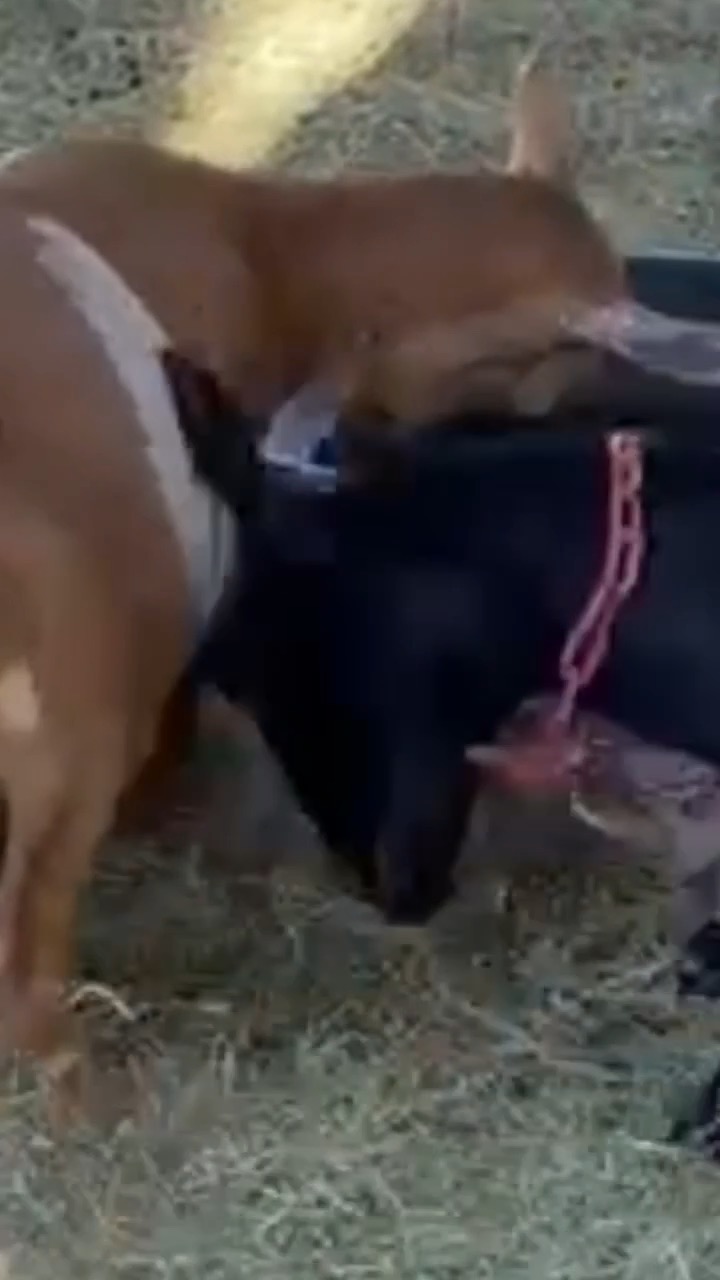 They started it. 🐐🎵 #MichaelGoaton
#goatfarm #goatsoftiktok #farmlife #smoothcriminal #goatmilkskincare #bodypotions