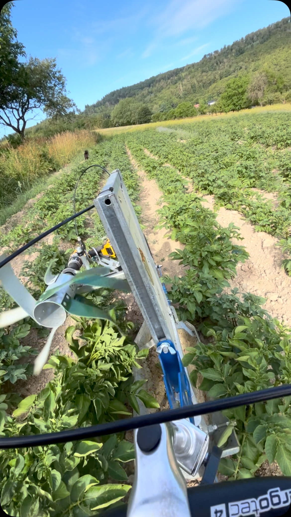 Samstag morgen: Kartoffelkäfer sammeln! #bio #bioland #regenerativelandwirtschaft #taunus