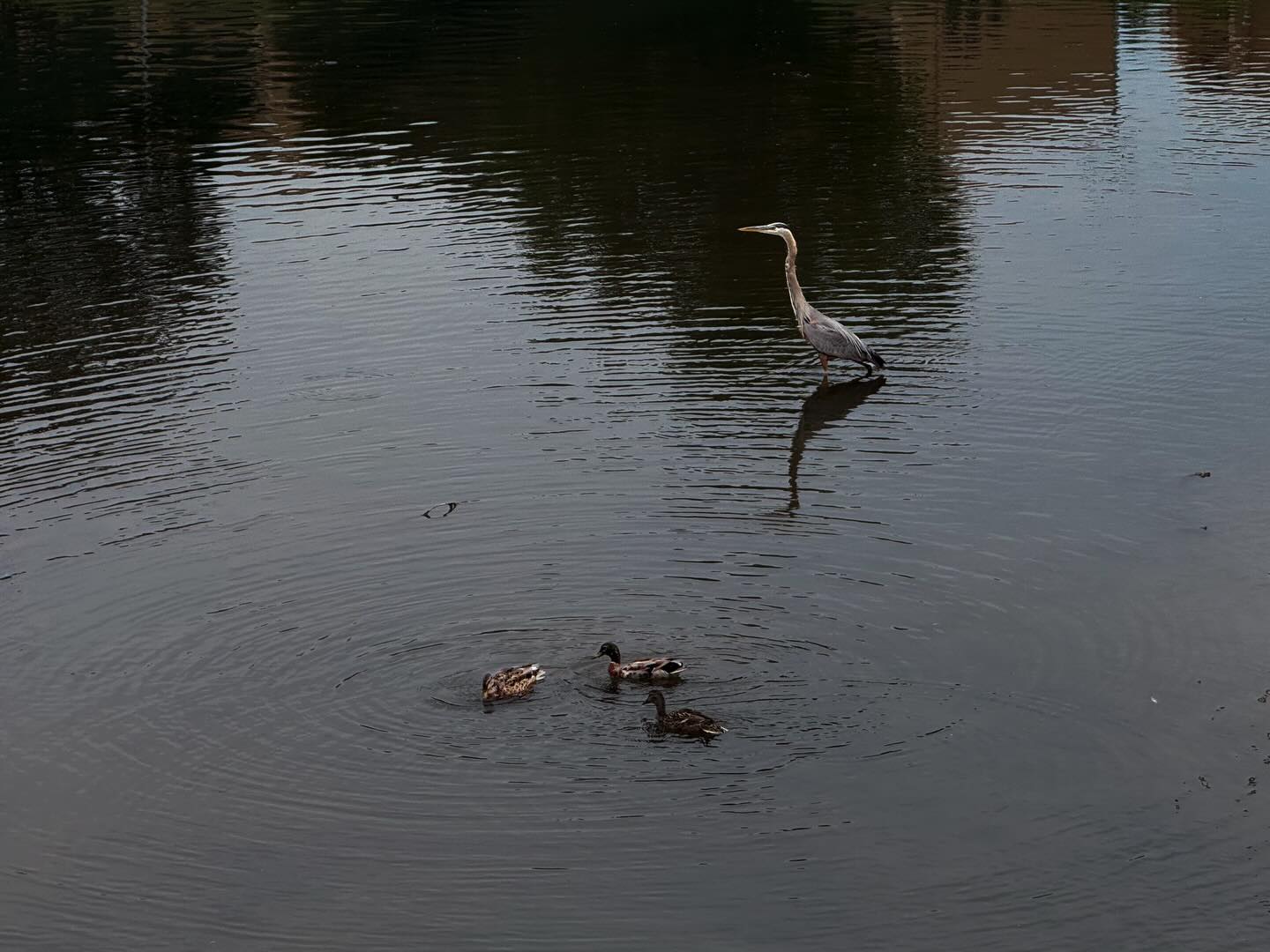 Fowl weather. 😇 #MaryvilleTN #Greenbelt