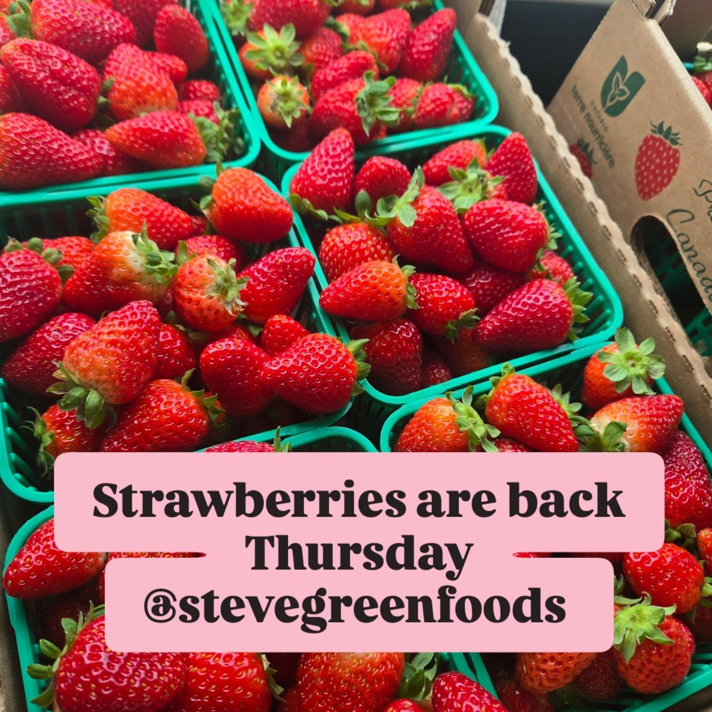 Thursday 10am the return of the 🍓 🍓
@stevegreenfoods
Field Strawberries picked Wednesday morning in Kingsville Ontario
.
.
.
#yqg
#windsorfoodieCounty #strawberries #windsor_ontario