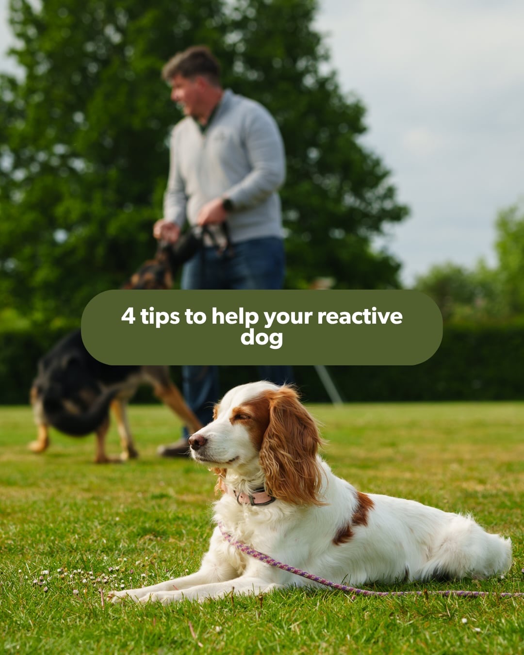 Want to know how to help your reactive dog? Well look no further ⬇️
Take it from the team who have helped hundreds of dogs and owners find clarity, build confidence and minimise reactivity so they can go out and enjoy the world together again
Our training is designed to be simple but effective so that you and your dog can get on with what really matters - life!
So if you have a reactive dog and you need help, why not come and meet us for a FREE assessment and see how we can help?
📸 @showcasedogs
Holisitchounds_uk
📩 hello@holistichounds.uk
📞 07591576330
