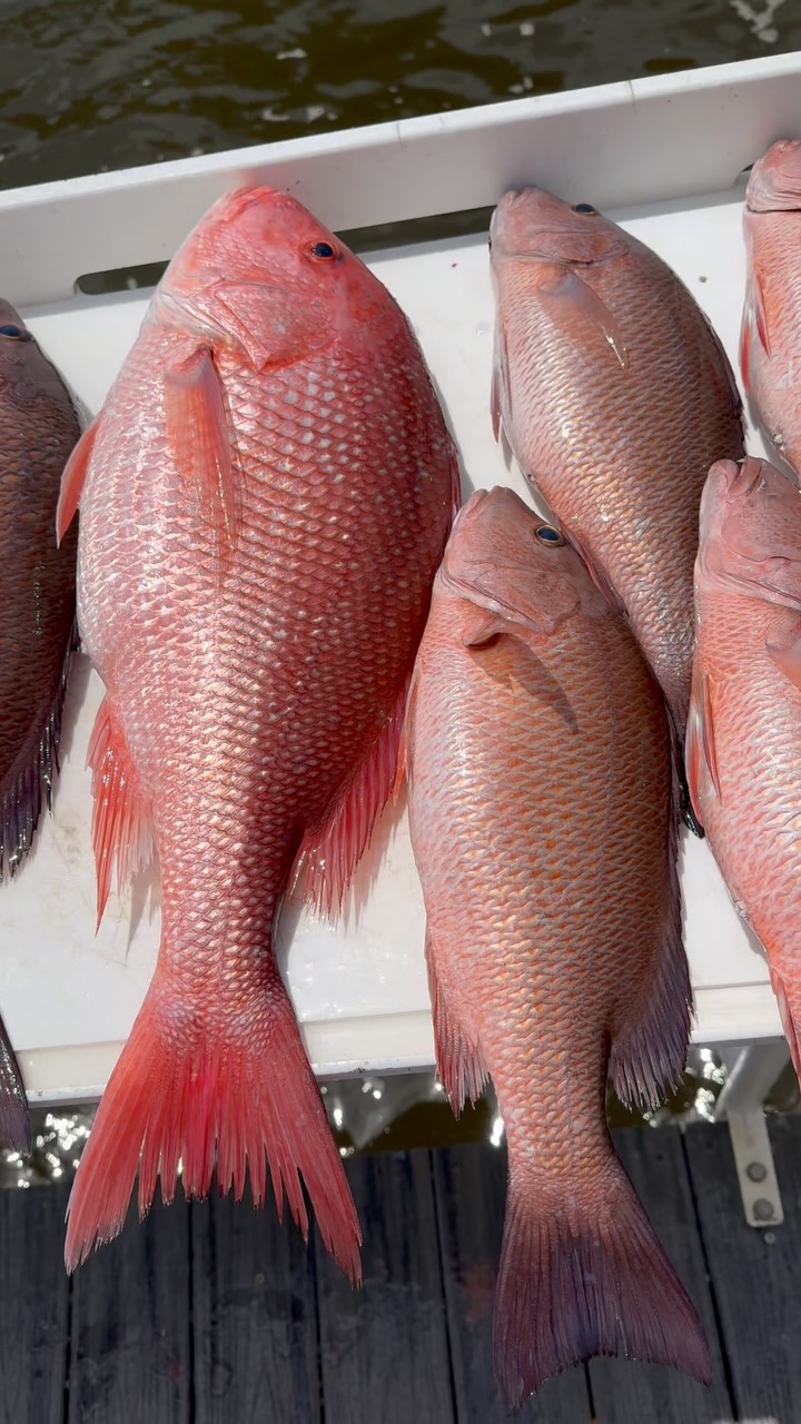 A lot of guys post table pictures everyday. I’d like to remind people that isn’t the only sign of a good day. Catching something to keep can certainly add icing on the cake, but if killing fish is the only reason you go - you’re missing the point.
On our trips, we fish for memories. You’re purchasing an experience. Something you’ll randomly think about 6 months from now. Until you know, here’s a friendly reminder that we can catch the hell out of in-season fish when we want too. Spinning gear, topwater, no bait.
#fishing #30a #havefun #30alighttackle #whatdopeopledowith36kingmackerals