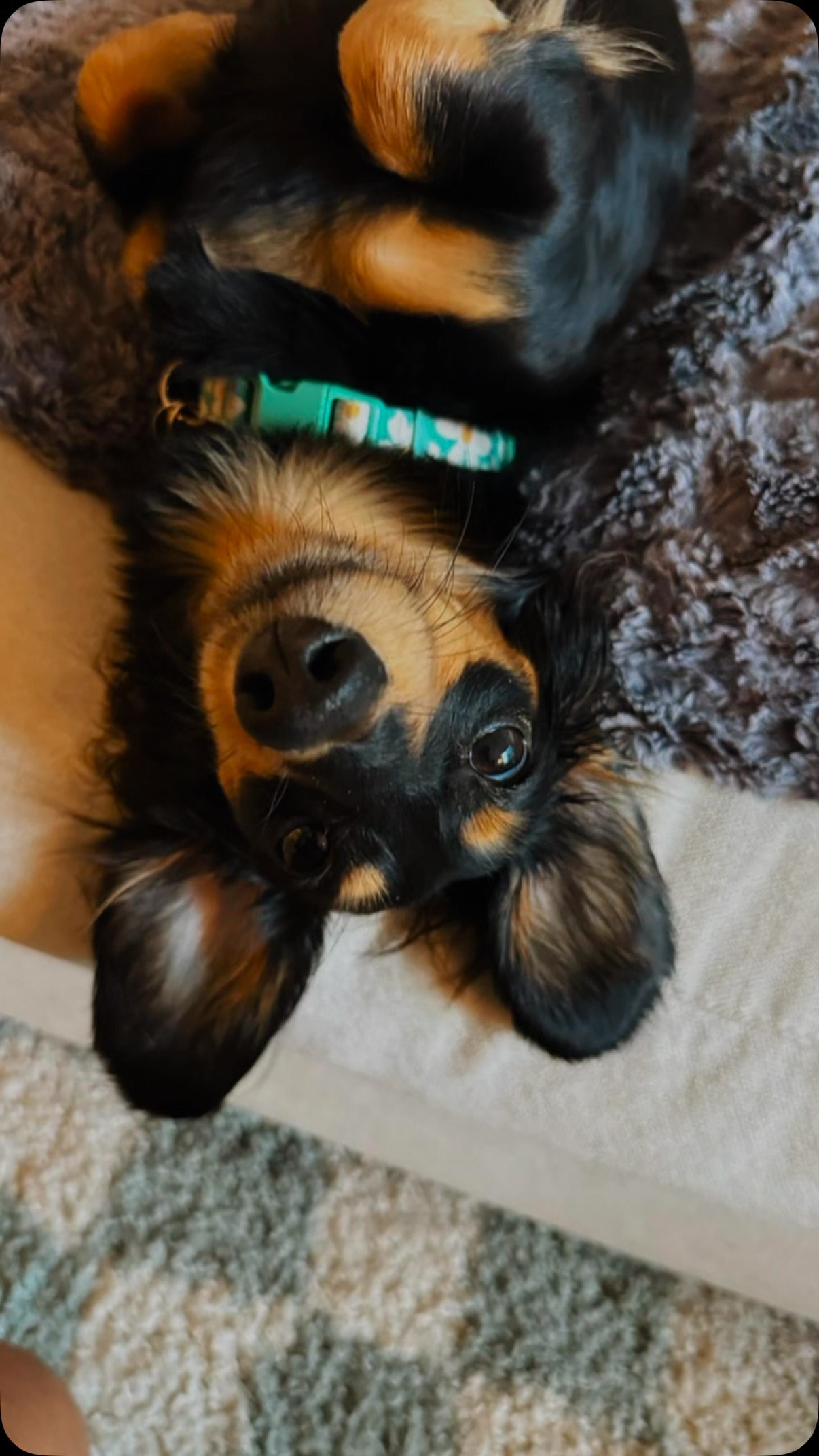 Let’s raise our paws and give a nice belated Barkday shout to Bibi! Our little cute cupcake! 🥳🐾🐾
~ June 2 ~
🧁 Happy Belated Barkday to our beautiful little princess, Bibi! 🥳🎂🐾💜 Where has the time gone? It feels like just yesterday we met you as the tiniest little puppy. You were such a shy, quiet girl, always taking your time to warm up to the world around you. Watching you grow over these past two years has truly been one of the greatest joys for all of us at Dogsofallboroughs.Every single year, you become a little braver, a little more confident, and a little more social. It has been so heartwarming to see you open up not just with your favorite walkers, but even with the new faces that join the Dogsofallboroughs family. You continue to surprise us with your sweet personality, gentle heart, and the adorable little sparkle that makes everyone fall in love with you.You will always be our little cupcake so tiny, so precious, and so full of sweetness. 🍰💕 Whether we’re heading out on an adventure, making new furry friends, or simply enjoying a peaceful walk together, every moment with you is one we cherish. Your happy little face brightens our days, and we’re so lucky to be part of your journey. Happy 2nd Barkday, sweet Bibi! 🎉🐶 We know this is only the beginning of many more amazing adventures, fun memories, belly rubs, treats, and new friendships waiting for you. We can’t wait to continue watching you grow into the incredible little girl you are becoming 🧁Most of all, we want to say a huge thank you to your amazing mom for trusting us with such a special part of your life. We will always be grateful for the opportunity to know and love such a wonderful pup. It truly means the world to us.
We love you so much, Bibi! 💜 Here’s to another year filled with endless happiness, wagging tails, exciting adventures, and all the love your little heart can hold. Happy Belated Barkday, beautiful girl! 🎂🐾✨
#dogsofallboroughs #doxielove #doxiegram #dogsofhellskitchen #barkday