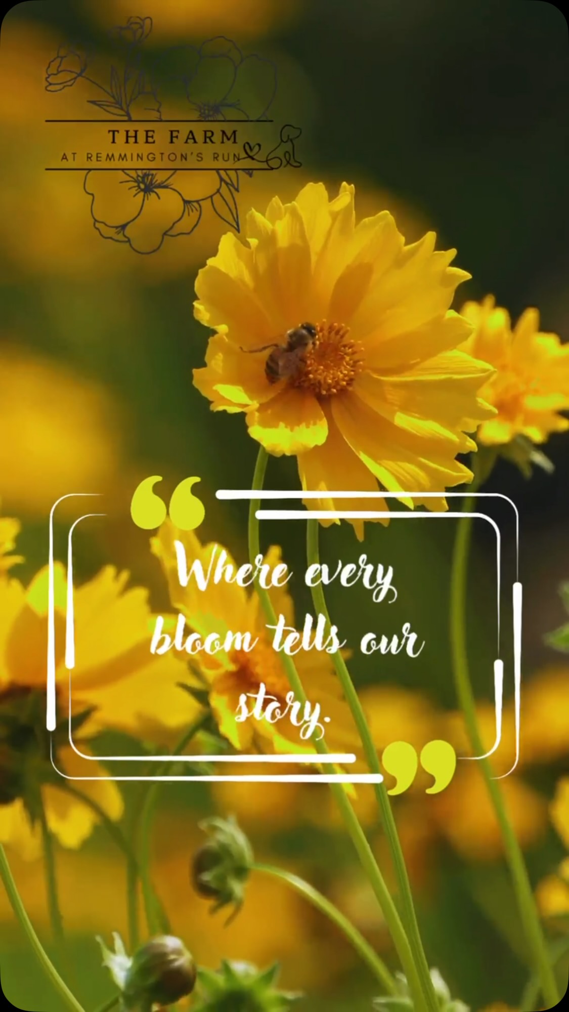 Every flower begins with a seed, a little patience, and a lot of love. From the first sprout pushing through the soil to the moment it finds its way into your hands, each bloom carries a piece of our journey.
Our fields are filled with more than flowers—they hold memories, hard work, dreams, and the joy of sharing nature’s beauty with others.
Thank you for being part of our story, one bloom at a time.
#TheFarmAtRemmingtonsRun #EveryBloomTellsAStory #FlowerFarmLife #KentuckyFlowerFarm #LocallyGrownFlowers