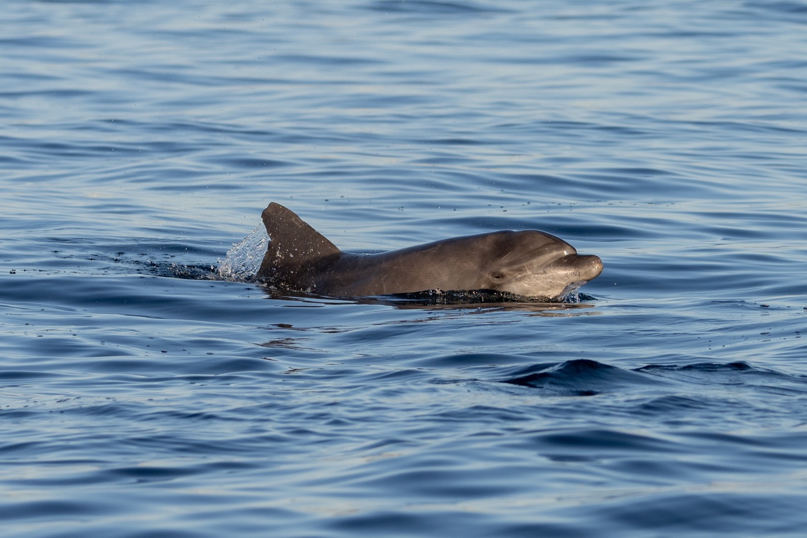 Tursiops truncatus, el delfín que quizás ya conoces. Lo ves y piensas: “ah, el delfín de siempre.” Pero el delfín nariz de botella guarda más detalles de los que parece.
🐬 Para empezar, es robusto y de tamaño mediano, aunque “mediano” aquí puede significar desde 1.9 hasta 3.8 metros y los machos superan a las hembras. Al nacer miden apenas 1 metro y pesan entre 15 y 30 kg, los adultos pueden llegar a los 650 kg. Su hocico es corto y bien definido, su aleta dorsal grande y curvada, y su coloración varía tanto entre oscura sobre una clara y sólo oscura.
En el Golfo de California conviven dos ecotipos distintos: el costero y el oceánico, con hábitos, tallas y comportamientos diferentes compartiendo nombre y familia (Delphinidae).
¿Otro dato por saber? Tiene entre 18 y 26 dientes por rama mandibular. 🦷
-
-
-
-
-
delfines libres, delfines salvajes, delfines en libertad, avistamiento de delfines, cetáceos, proyecto cetaceo, conservación marina, animales marinos, océanos libres, turismo responsable, fauna marina, educación marina, respeto a la vida silvestre, biodiversidad marina, libertad animal, no al cautiverio, ecoturismo, fotógrafos de naturaleza
Tursiops truncatus, the dolphin you may already be familiar with. You see it and think, “Oh, the usual dolphin.” But the bottlenose dolphin has more to it than meets the eye.
🐬 For starters, it’s sturdy and medium-sized, although “medium” here can mean anywhere from 1.9 to 3.8 meters, and males are larger than females. At birth, they measure just 1 meter and weigh between 15 and 30 kg; adults can reach 650 kg. Their snout is short and well-defined, their dorsal fin is large and curved, and their coloration varies from dark on a light background to entirely dark.
Two distinct ecotypes coexist in the Gulf of California: the coastal and the oceanic, with different habits, sizes, and behaviors, yet they share the same name and family (Delphinidae).
Another interesting fact? They have between 18 and 26 teeth per jaw. 🦷
-
-
-
-
-
delfines libres, delfines salvajes, delfines en libertad, avistamiento de delfines, cetáceos, proyecto cetaceo, conservación marina, animales marinos, océanos libres, turismo responsable, fa