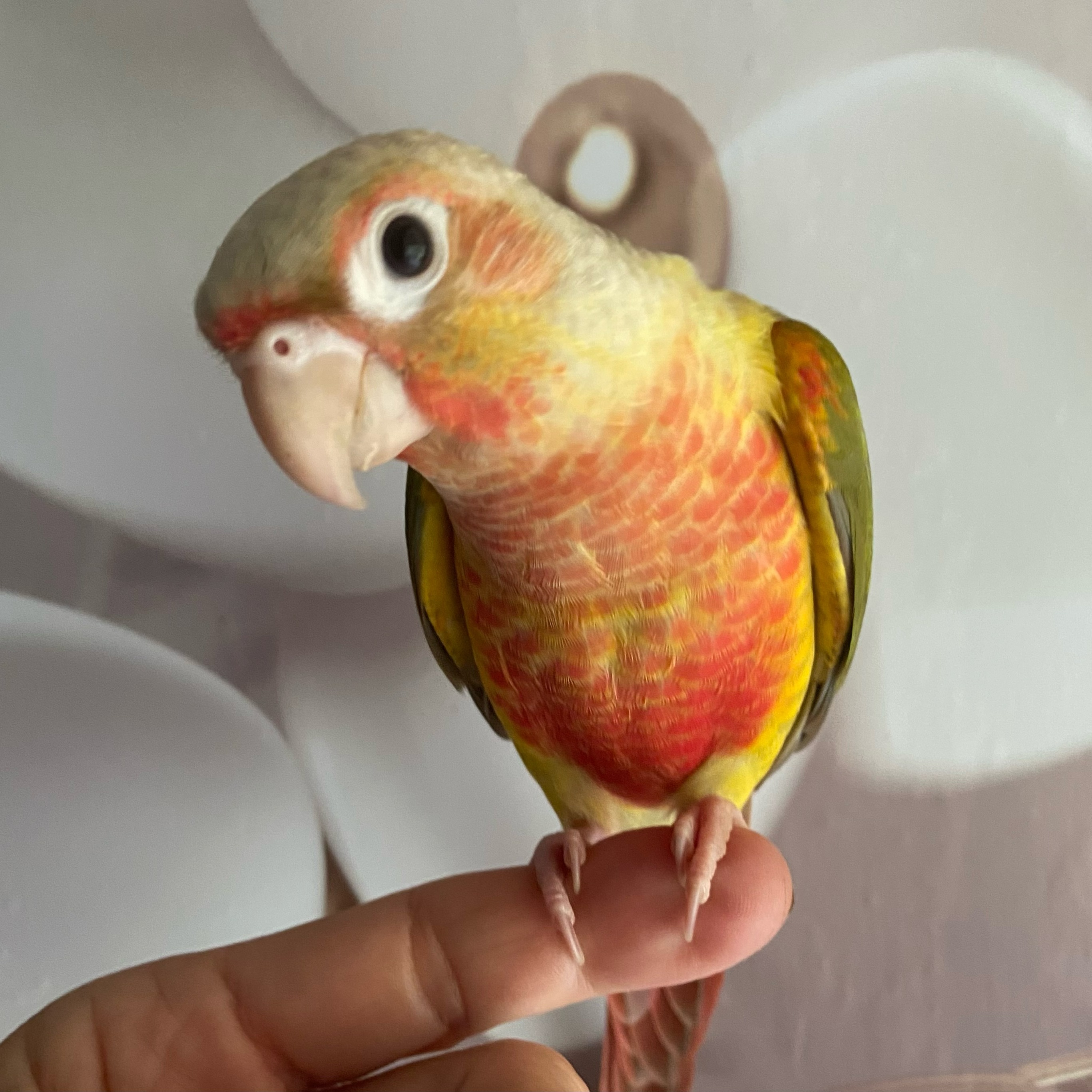 This is Tango! A new baby Pineapple Conure available now! :) Message me if interested or click on our website in our bio.