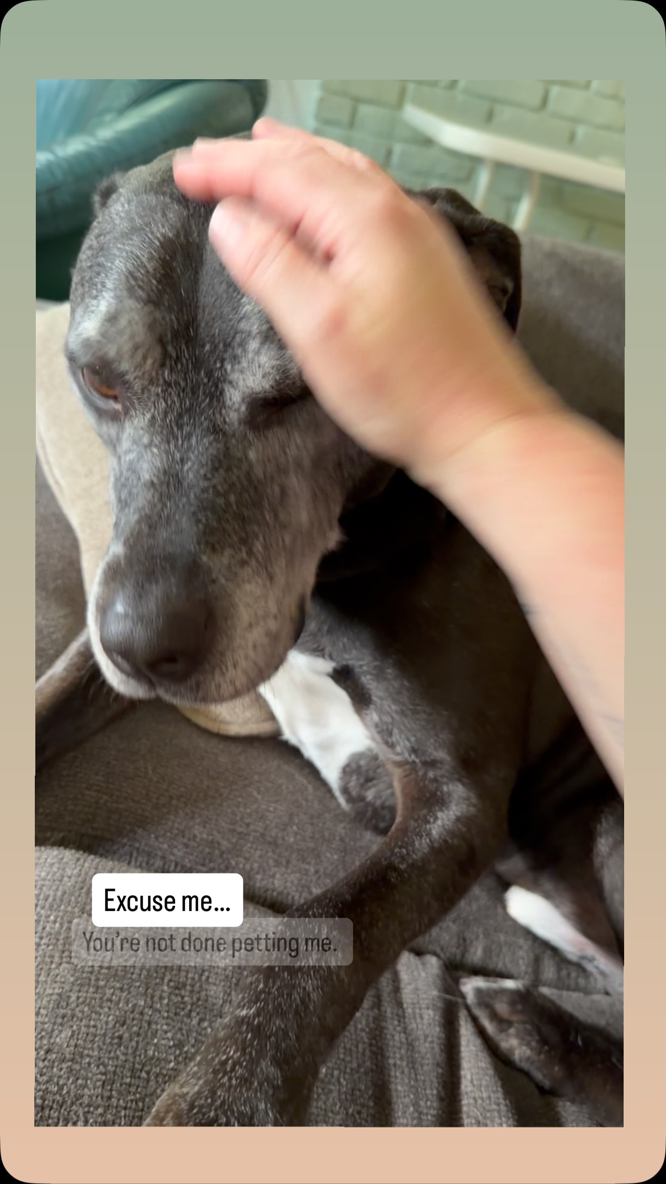 Brutus sure knows how to work the system.
#middayvisit #dogwalkingservices #thedogspajamas #richmondindiana #stayingcool