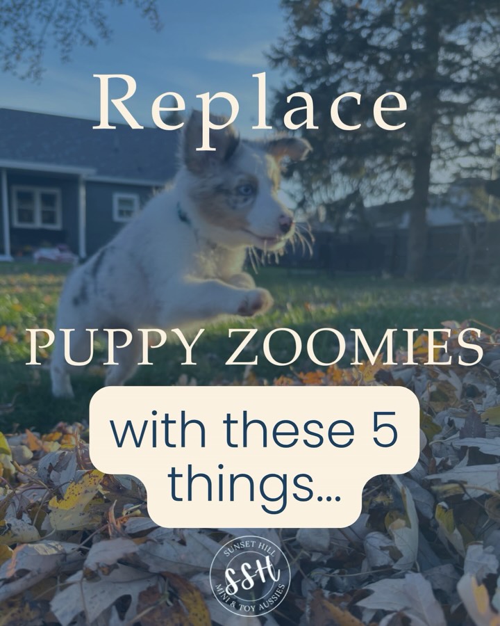 🐾 Your puppy doesn’t need more zoomies.
They need more opportunities to use their brain.
The goal isn’t a tired puppy.
The goal is a puppy that learns:
✅ I can think.
✅ I can solve problems.
✅ The world isn’t scary.
✅ New things are fun.
A puppy who spends all day chasing stimulation often learns to need more stimulation.
A puppy who spends time exploring, sniffing, problem-solving, and experiencing the world learns confidence.
Try these instead:
🍂 Explore a pile of leaves
👃 Sniff walks
🥣 Snuffle mats
🦴 Hide treats around the yard
🧴 Search for kibble in an empty water bottle
🌿 Walk on different textures
🪵 Climb over logs
🎾 Hide-and-seek
📦 Explore cardboard boxes
🏡 Backyard adventures
👂 Listen to new sounds
🚗 Watch the world from a parking lot
🐾 Confidence-building obstacle courses
🌧 Experience different weather
🛒 Visit pet-friendly stores
🎯 Simple training games
🥕 Scatter feeding
🧠 Puzzle toys
🤝 Meet new people
🌎 Explore new places
Socialization isn’t just meeting dogs.
It’s experiencing the world.
A well-socialized puppy isn’t the puppy who’s played with the most dogs.
It’s the puppy who’s learned that new things are no big deal. #puppysocialization #puppyconfidence #miniaussiepuppy #sunsethillminiaussies