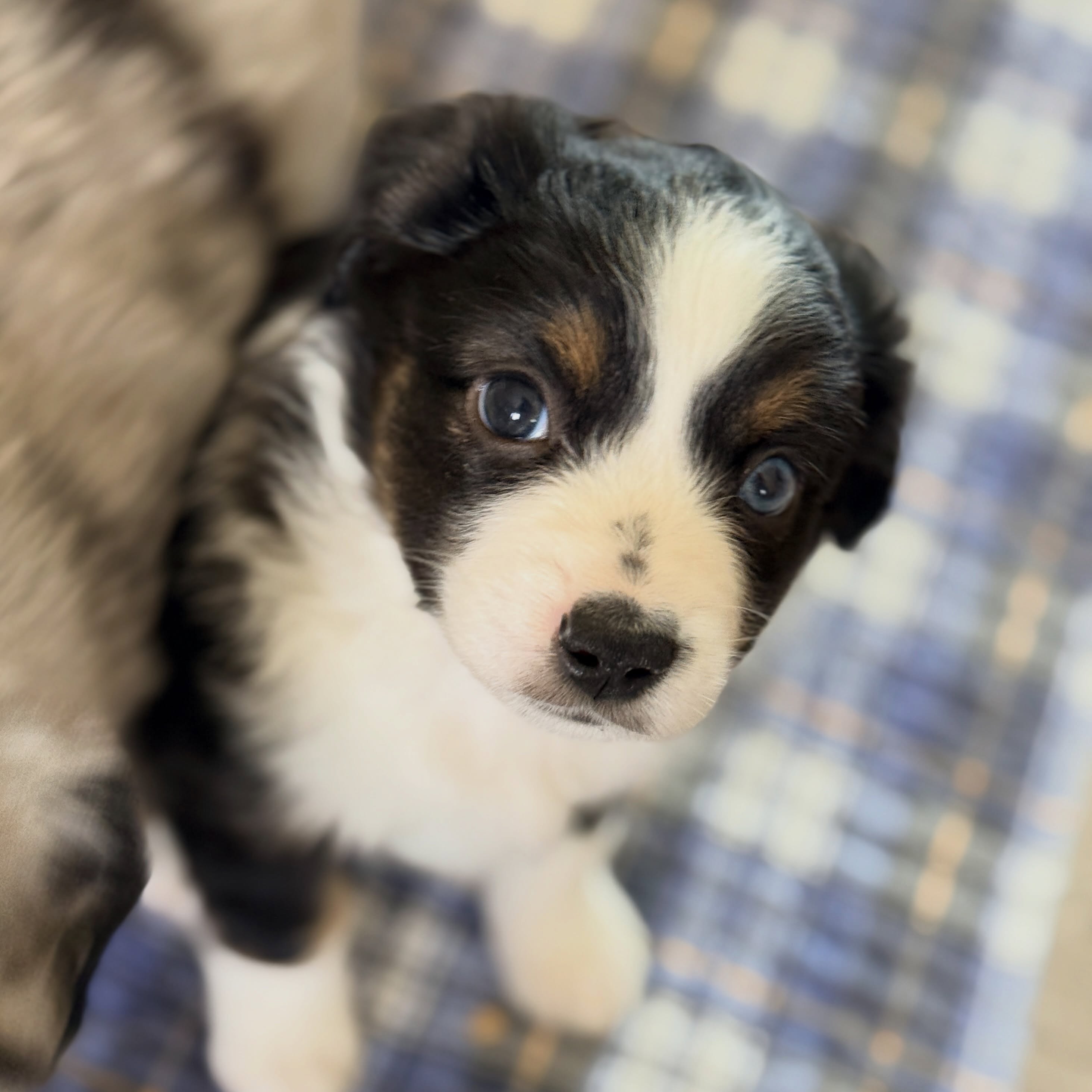 Baby Lily 😍🥰🥰
.
.
🥰 #miniaussiepuppy #sunsethillminiaussies