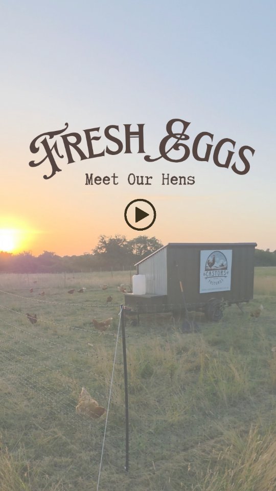 🐔 Meet our girls! 🐔
As we launch our eggs subscriptions, we thought we'd introduce you to our beautiful flock!
A huge thank you to everyone who has already registered their interest in our egg subscription. The response has been truly overwhelming! We still have a few spaces remaining, so if you haven't already, now is the time to secure yours! 🥚
Our hens are pasture-raised, organically supplemented, and even hydrated with fresh filtered water — because happy, healthy hens lay the most delicious eggs. 🌿
Fresh free-range eggs are sold in boxes of 6 and are currently only available to residents in Castor, Ailsworth, Peterborough and surrounding areas within a 10 mile radius.
Head to our website for full details on how the subscription works
Register your interest at:
🌐 www.castorspastures.co.uk
#castorandailsworth #sustainablefood #localeggs #freerangeeggs #organicfarming