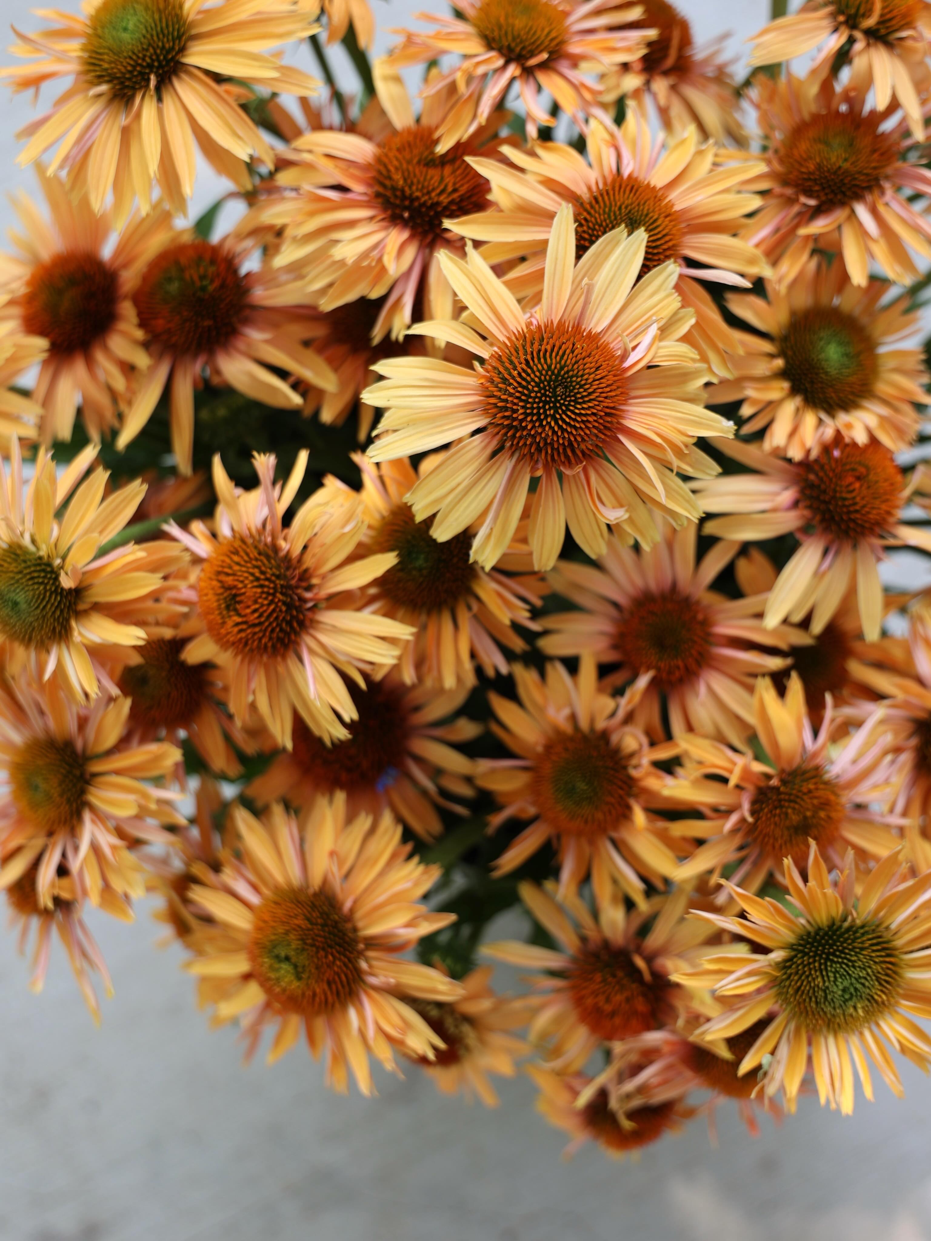 When the heat kicks in, so do the echinacea! These cheerful cuties are headed to this week’s subscription bouquets! 🧡