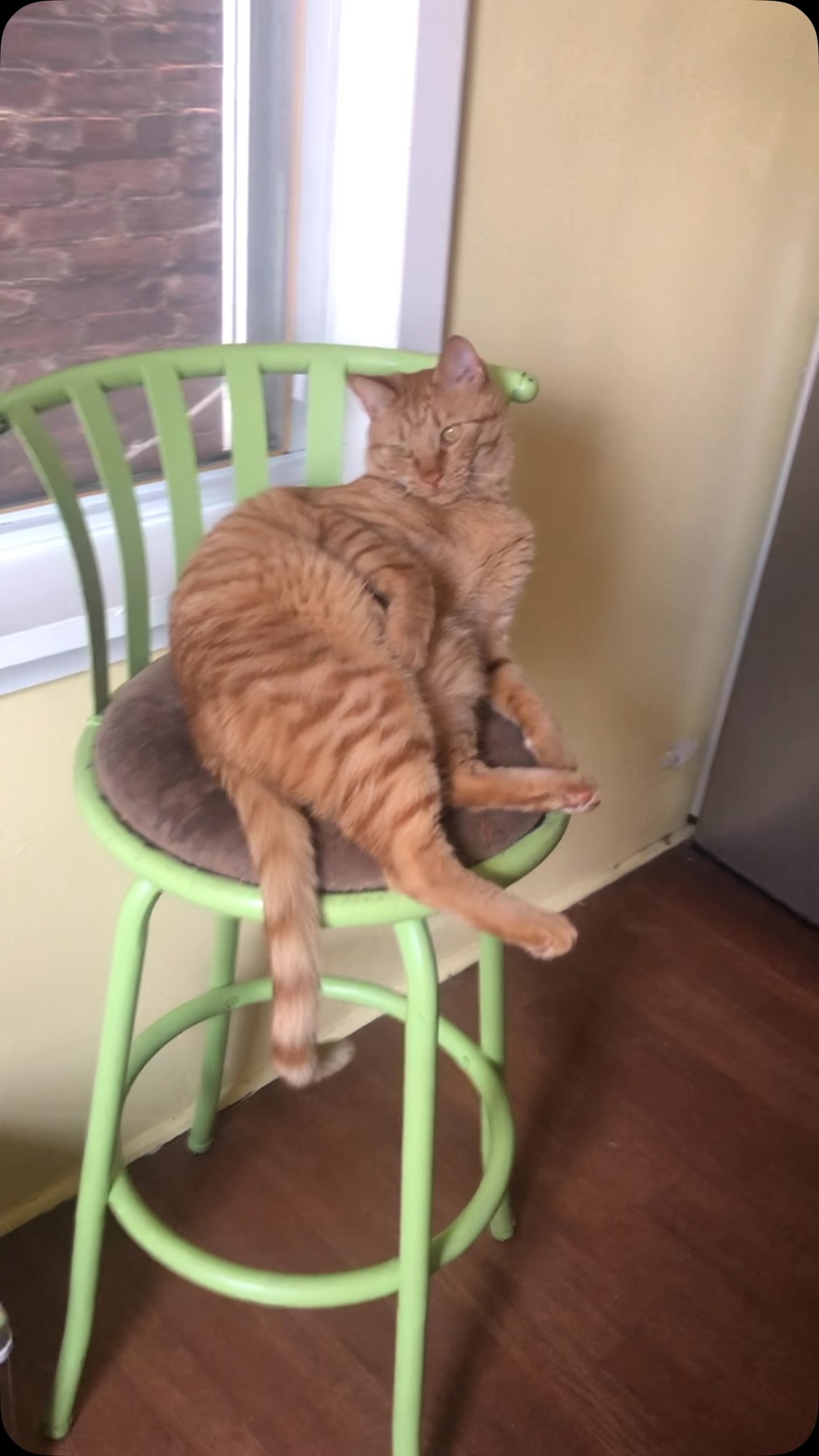 My Alfie, bring a Ginger boy for 30 seconds. Aware, indifferent, a tease. Finally a clown. #gingercatsofinstagram #alfiethegingercat