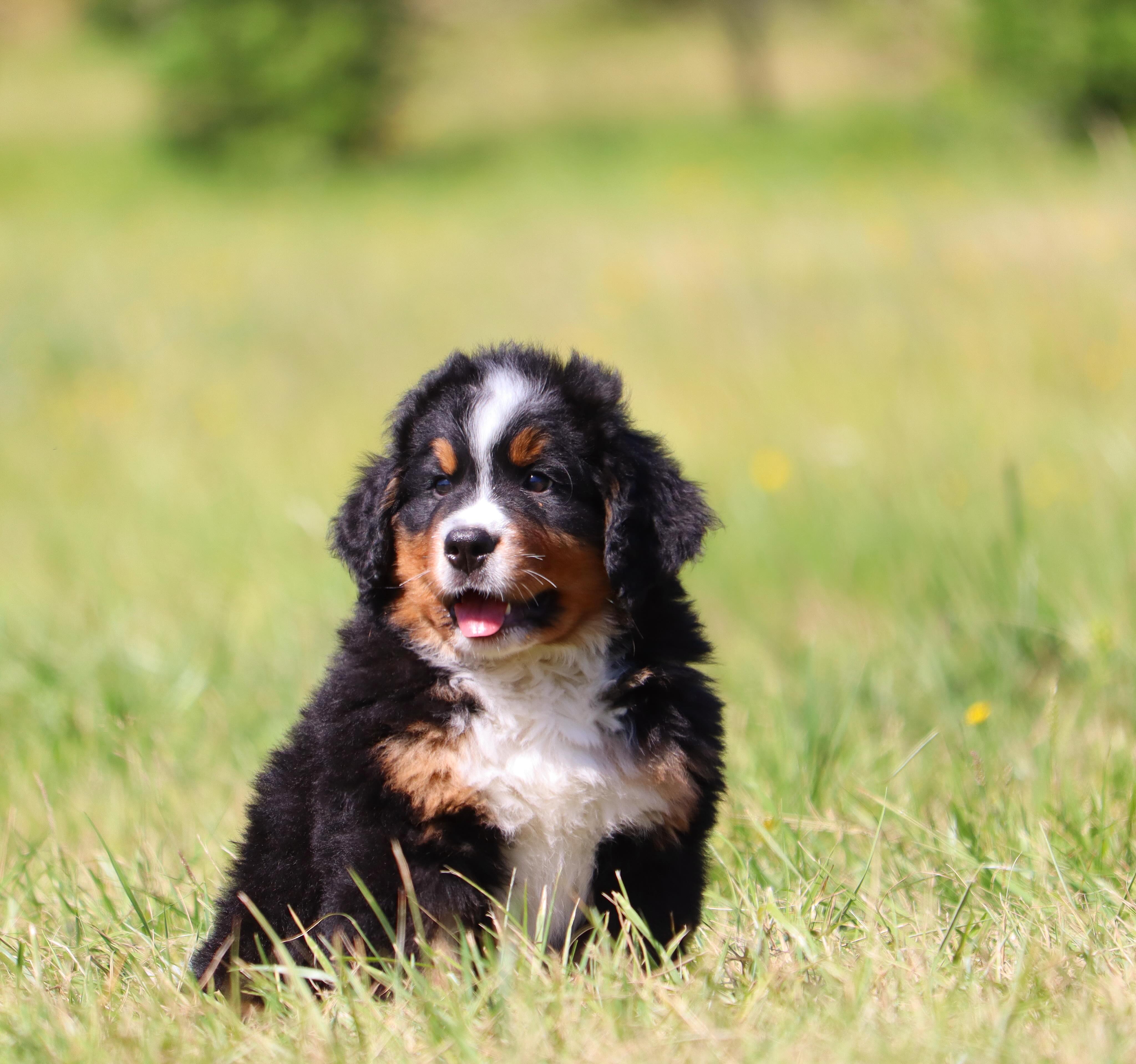 Tetris & Deans available male Australian mountain dogs - these babies are 90% bernese genetics 🧬 sticky, laid back, sweet #LKaustralianmountaindogs #bernesecross