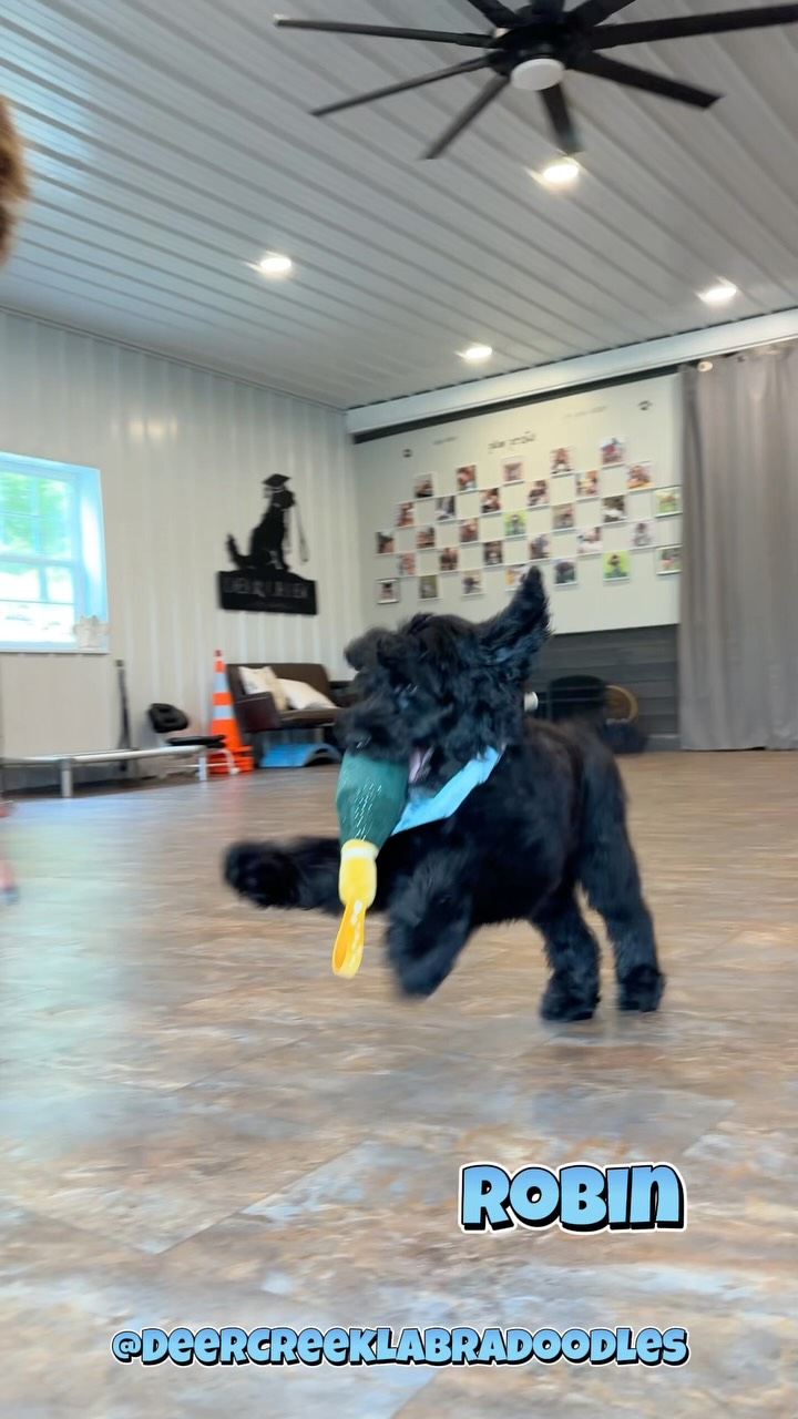 Let’s play fetch! #deercreeklabradoodles #doodlesofinstagram #puppygram #doodlepuppies #labradoodlenation