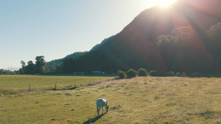 Once in a lifetime, you come across a place so serene you can hear the birds chirping and watch the sun glistening through the mountains all while witnessing two families become one.
Event Planning & Design: @barogroupevents
Design, Decor & Florals: @universaldecor
Venue: @marion.estates
Captured by @paulreyatphotography
Sound Services: @djandyvancouver
Tents: @maharajatentrentals
Catering: @dhaliwalcatering
Vinyl: @infiniteimpressions_
Our Beautiful Couple @byaastha.mov @shabankk
#AnandKaraj #SikhWedding #LuxuryWedding #MountainWedding #WeddingCeremony