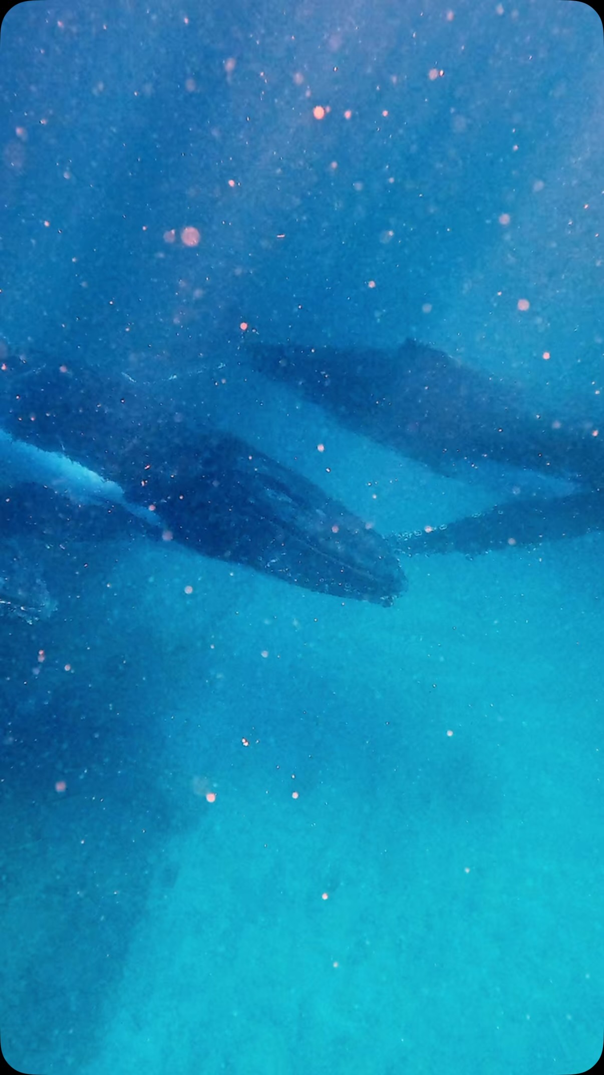 This place always spoils us ✨
Today we ticked off the Big Three, swimming with whales, Whalesharks and Mantarays all in a day.
Filmed on our @deepsensationsfreediving Ningaloo Reef retreat.