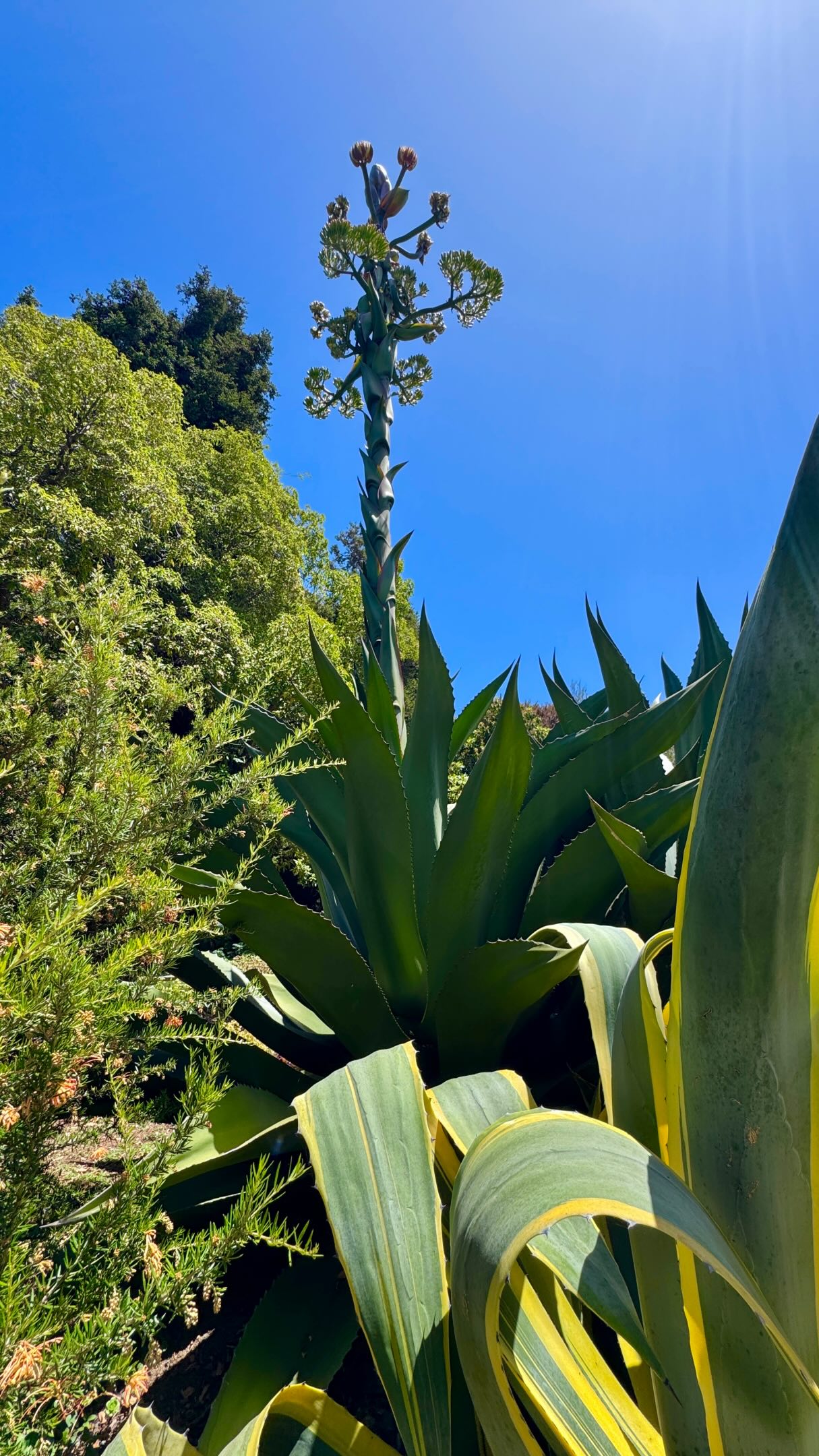 Our agave bloom just keeps getting more spectacular! Towering nearly 20 feet tall with a plant measuring 44 feet around, branches are now unfurling from the top of the flower stalk, creating a strange umbrella of buds just waiting to burst into bloom.
This incredible stalk has been reaching skyward since early November 2025, and the show is far from over.
The agave is not the only thing blooming in the Succulent Garden this summer. With more than 150 species and cultivars, there is always something fascinating to discover.
Did you know? Nearly all succulents are flowering plants. Some bloom every year, while others wait decades before producing their spectacular flowers. From tiny blossoms to towering flower stalks like this agave, every bloom is unique and incredible.
Come explore the Succulent Garden this summer and see what is blooming!