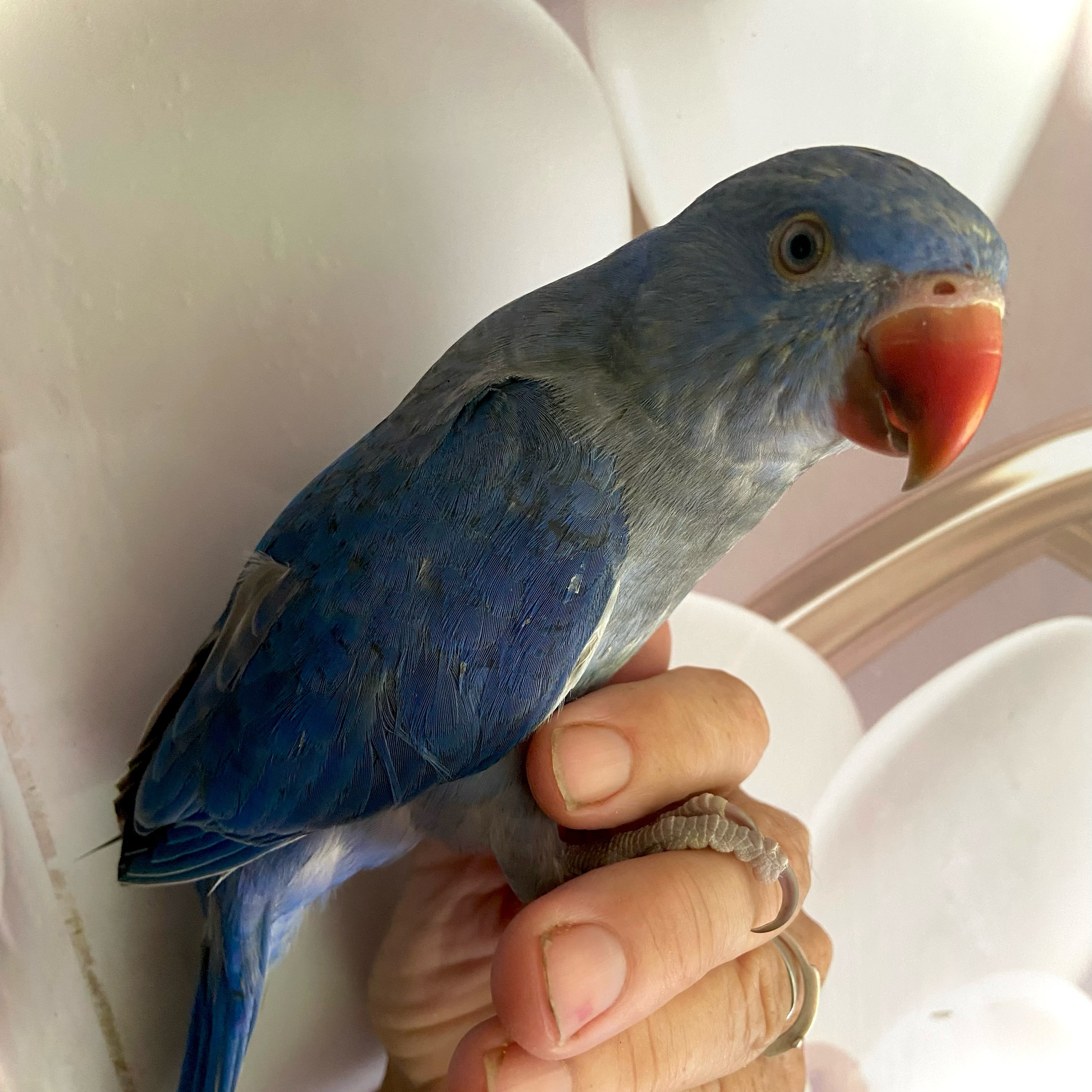 This is Indigo! This baby Indian Ringneck is available now! :) if interested send me a message or click on the website on our bio.