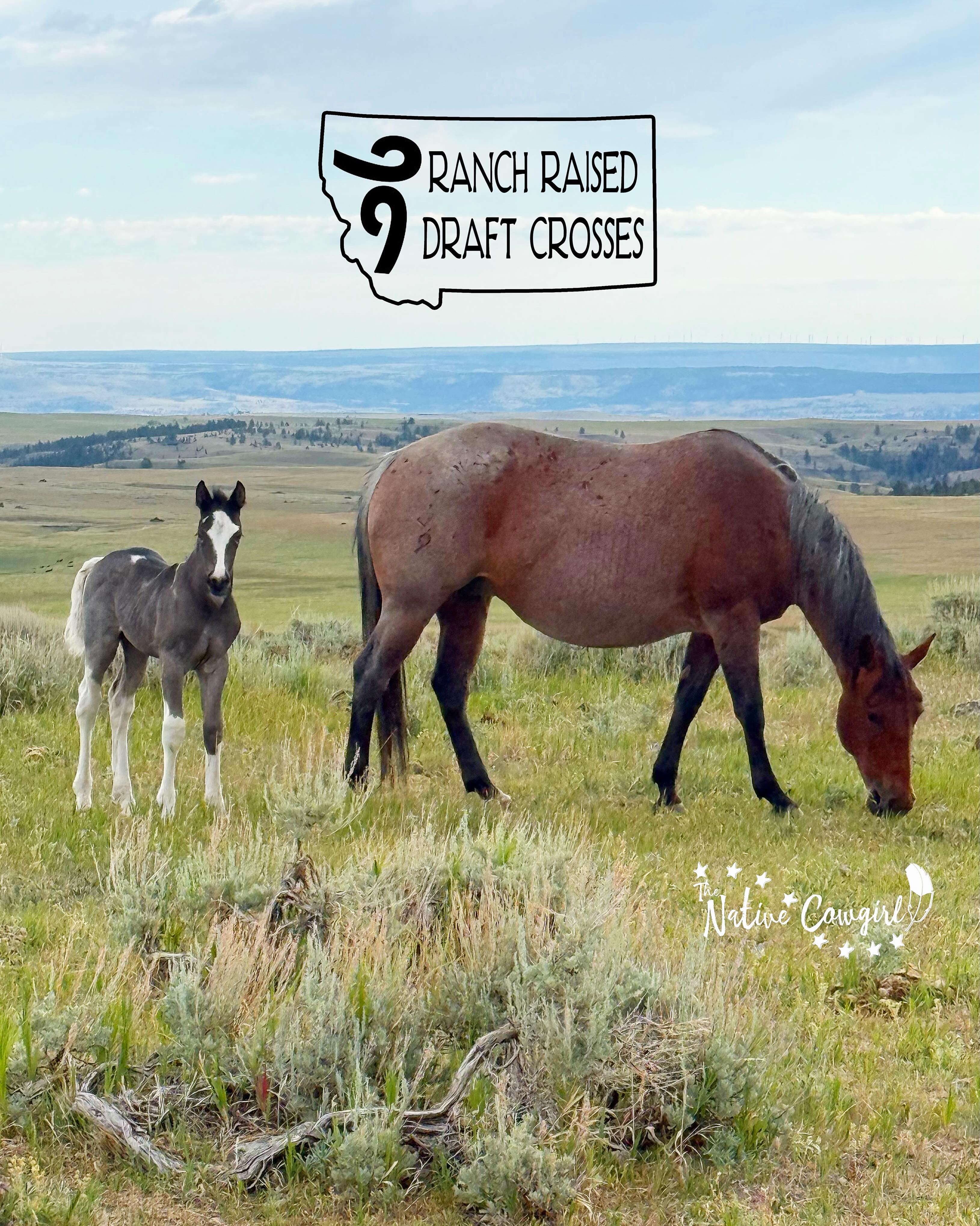 I have the best community. ❤️
Thank you to everyone who took the time to help us name our newest little filly. I smiled reading all of your thoughtful, patriotic, and heartfelt suggestions. You made narrowing it down anything but easy!
After a lot of discussion, we’ve chosen a name that feels just right…
🇺🇸 Liberty 🇺🇸
As we celebrate America’s 250th birthday this year, I wanted each of our foals to carry a name that represents the values we hold dear. To me, Liberty is more than just a beautiful name. It represents freedom, resilience, hope, and the independent spirit that has shaped ranching families for generations.
Welcome to the world, sweet Liberty. May you grow strong, sure-footed, and wild at heart.
And thank you, from the bottom of my heart, for being part of these special moments with our family. Watching you celebrate each new foal right alongside us is one of my favorite parts of sharing this ranch life with all of you. ❤️🐴
🪶 Cheyenne, The Native Cowgirl