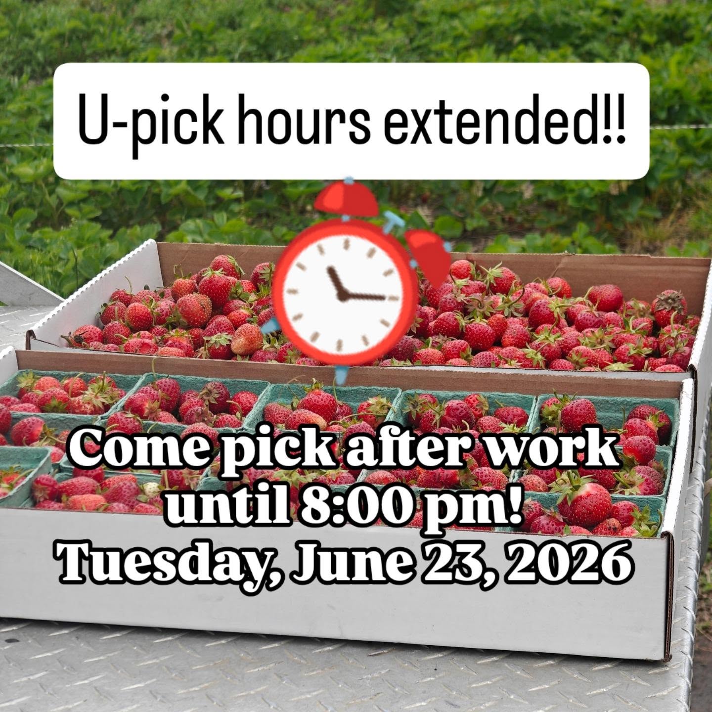 🍓 Good news, berry lovers! 🍓
We've decided to EXTEND U-Pick hours TODAY ONLY until 8:00 PM!
The berries are still plentiful and picking is fantastic, but we're definitely winding down for the season. If you've been meaning to make it out to the patch, this is your sign! 🌞🧺
Come enjoy a beautiful evening in the berry field and stock up while the getting is good. Once these berries are gone, they're gone!
📍 Open today until 8 PM 🍓 Plenty of berries available ⏳ End of the season is approaching fast
Tag a friend who still needs their berry fix! 👇