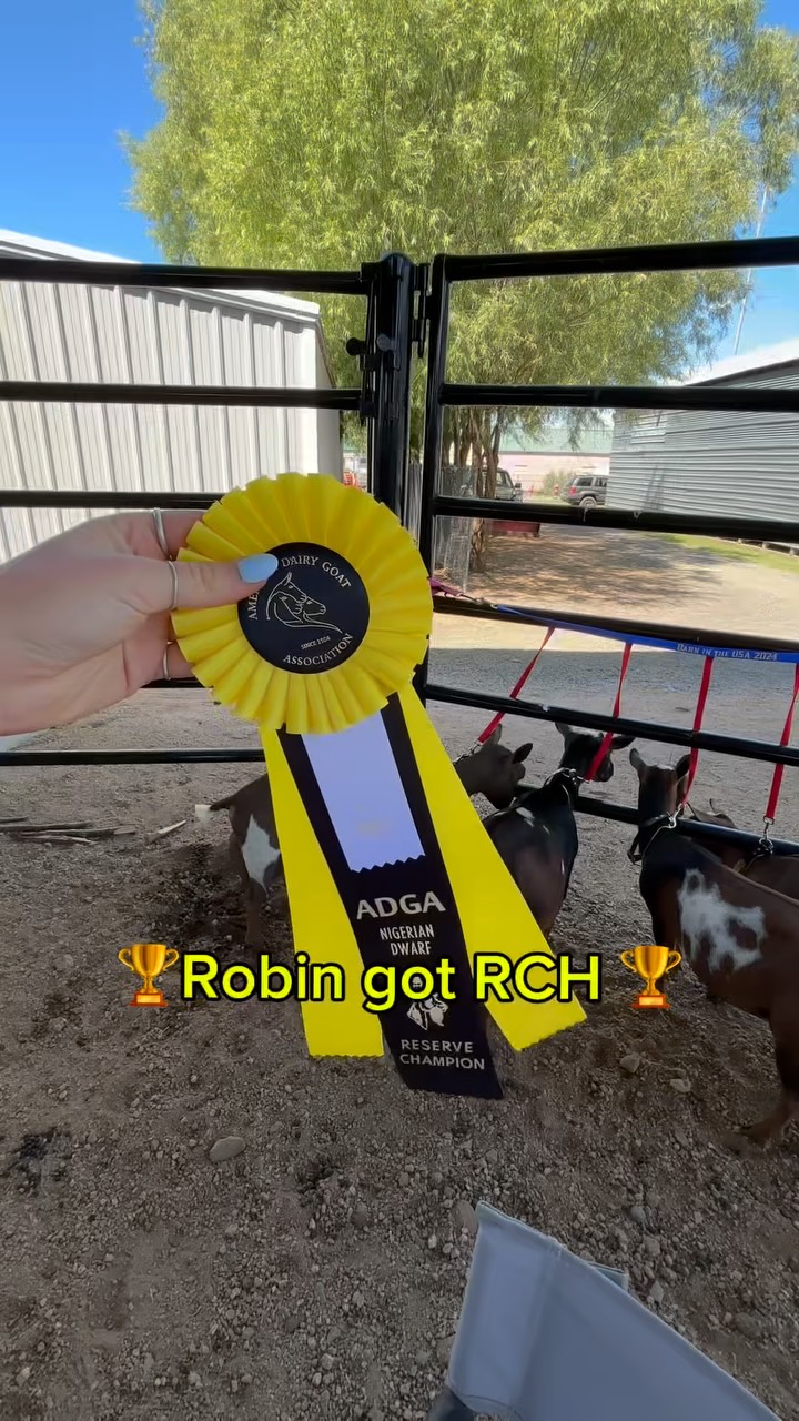 NEWDGA Goat Show!! 🤗
#farm #showgoats #farmlife #homesteading #nigeriandwarfgoats