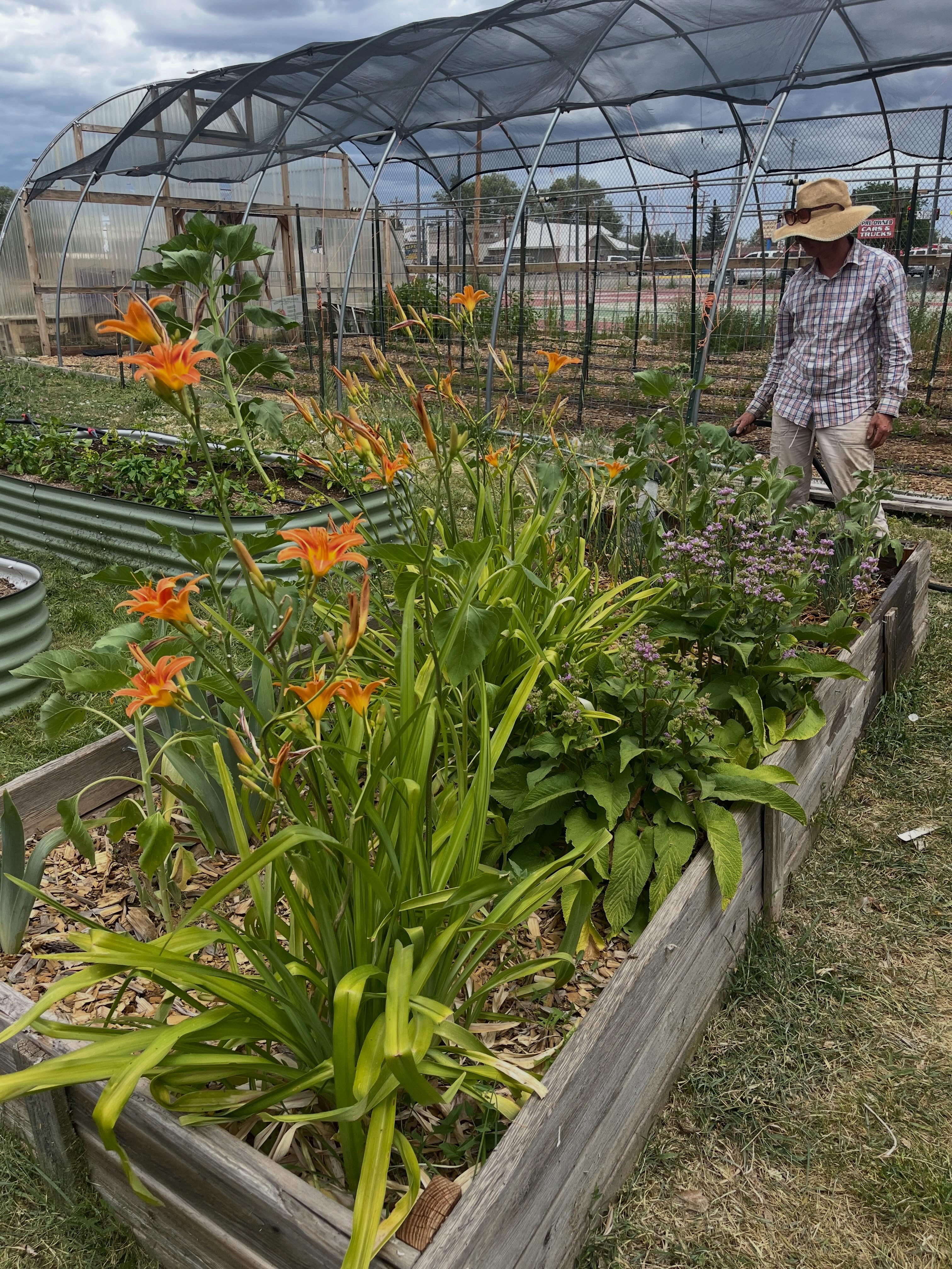Scenes from the Cortez Middle School 🏫 garden
🌻🌷🌞🪻🌳🥒🌶️🌽🫑🍅🍎🍏🍑🍒🥕🥔
It was a lovely and rare cloudy day at the garden this morning ☁️ 🌧️
#lettuceturnipthebeet #schooltofarm #summervibes☀️ #farminglife #growfood